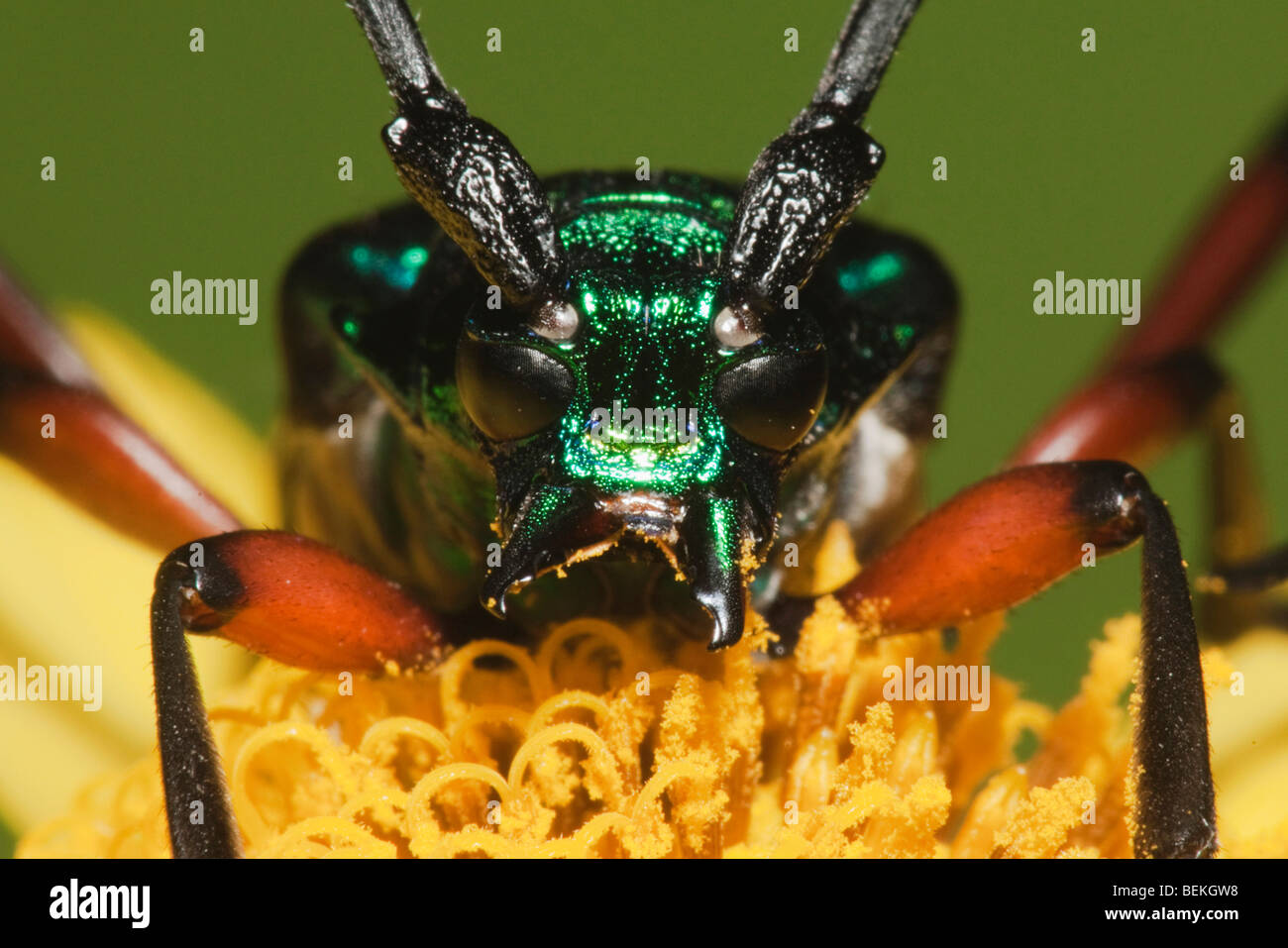 Longhorn beetle (Cerambycidae), adulte, Sinton, Corpus Christi, Coastal Bend, Texas, États-Unis Banque D'Images