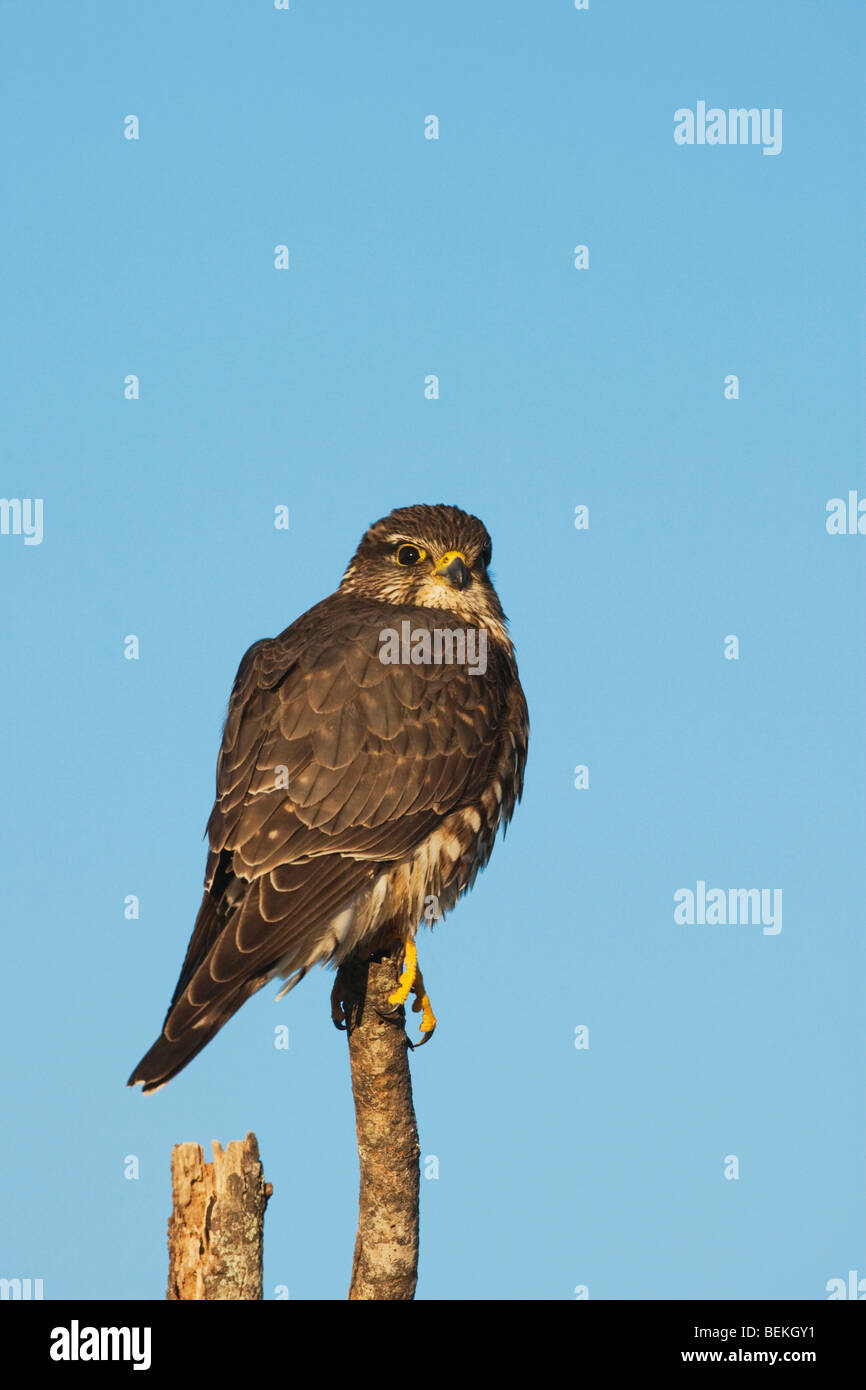 Merlin (Falco columbarius), perché sur les adultes, Sinton, Corpus Christi, Coastal Bend, Texas, États-Unis Banque D'Images