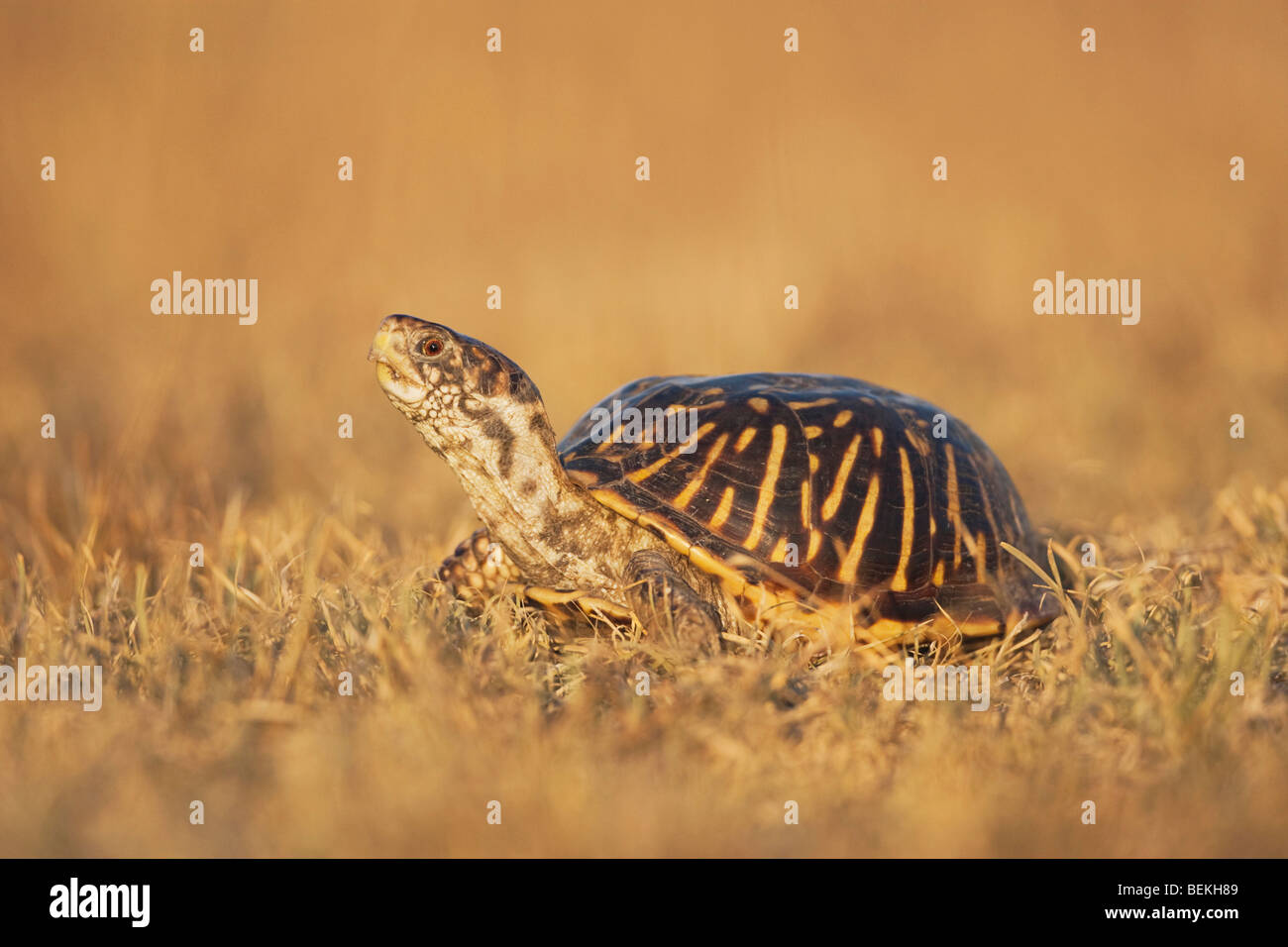 Fort orné (tortues Terrapene ornata), homme, Sinton, Corpus Christi, Coastal Bend, la côte du Texas, USA Banque D'Images