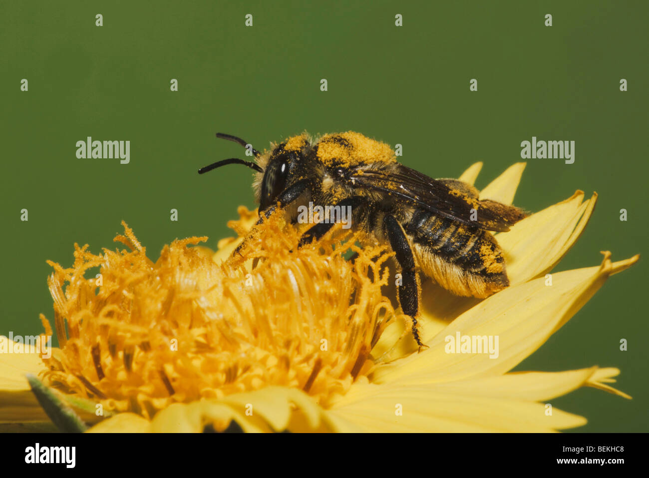 L'abeille découpeuse, Mason (Megachilidae), des profils avec le pollen de Daisy, Sinton, Corpus Christi, Coastal Bend, Texas, États-Unis Banque D'Images