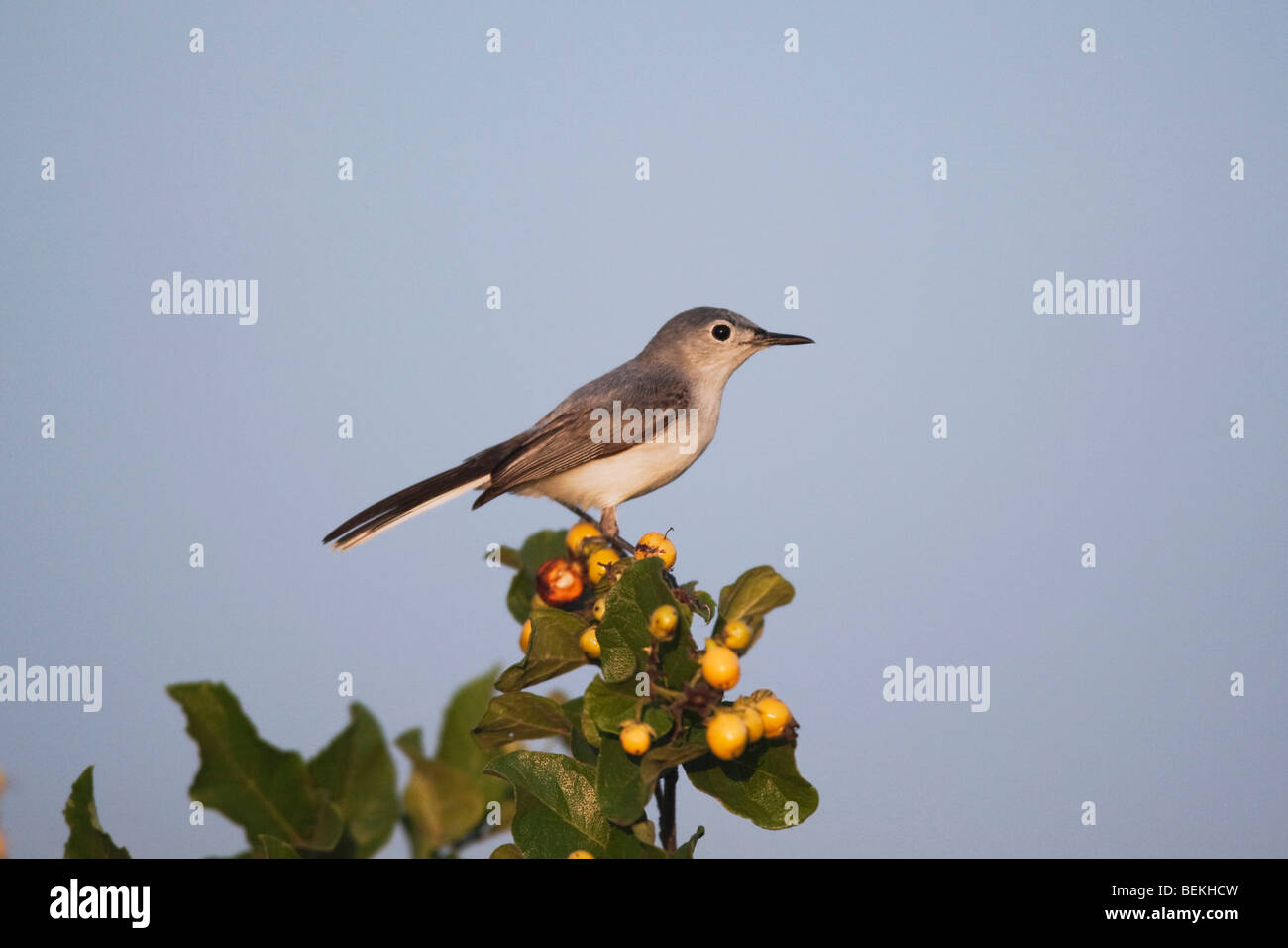 Gobemoucheron gris-bleu (Polioptila caerulea), adulte, Sinton, Corpus Christi, Coastal Bend, Texas, États-Unis Banque D'Images