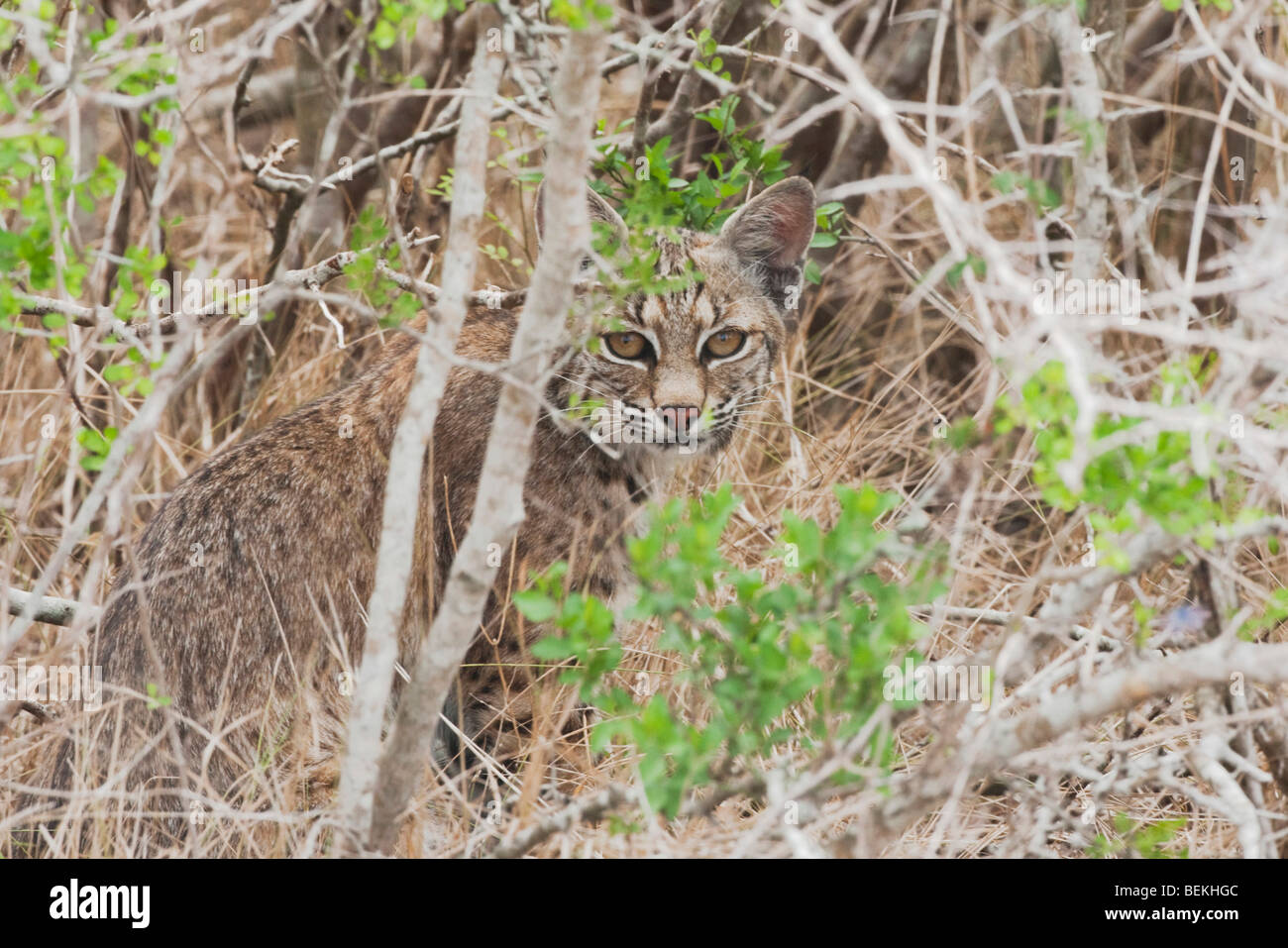 Lynx (Felis rufus), adulte, Sinton, Corpus Christi, Coastal Bend, Texas, États-Unis Banque D'Images