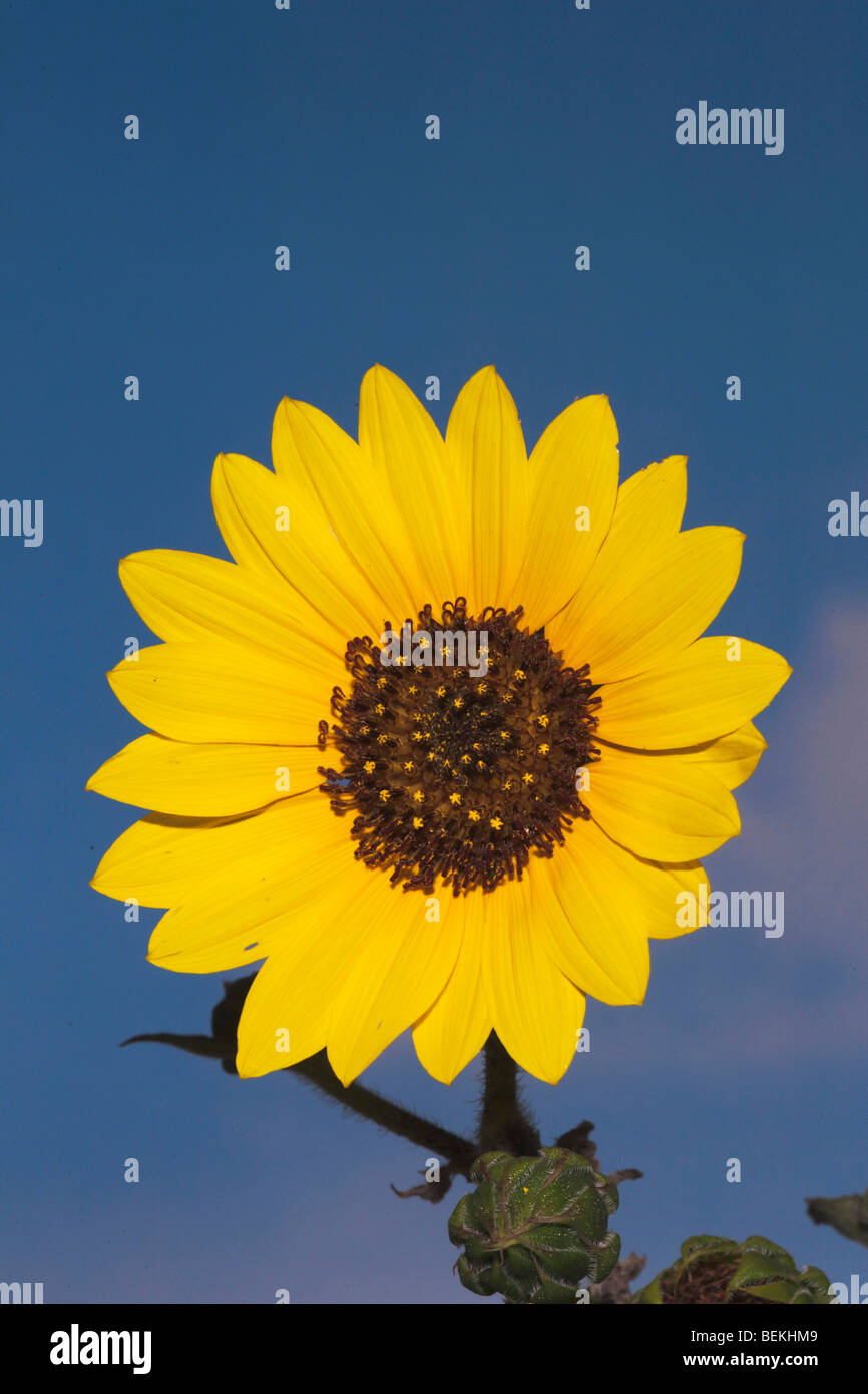 Tournesol (Helianthus sp.), fleurs de rosée, soudeur Wildlife Refuge, Rockport, Maine, USA Banque D'Images