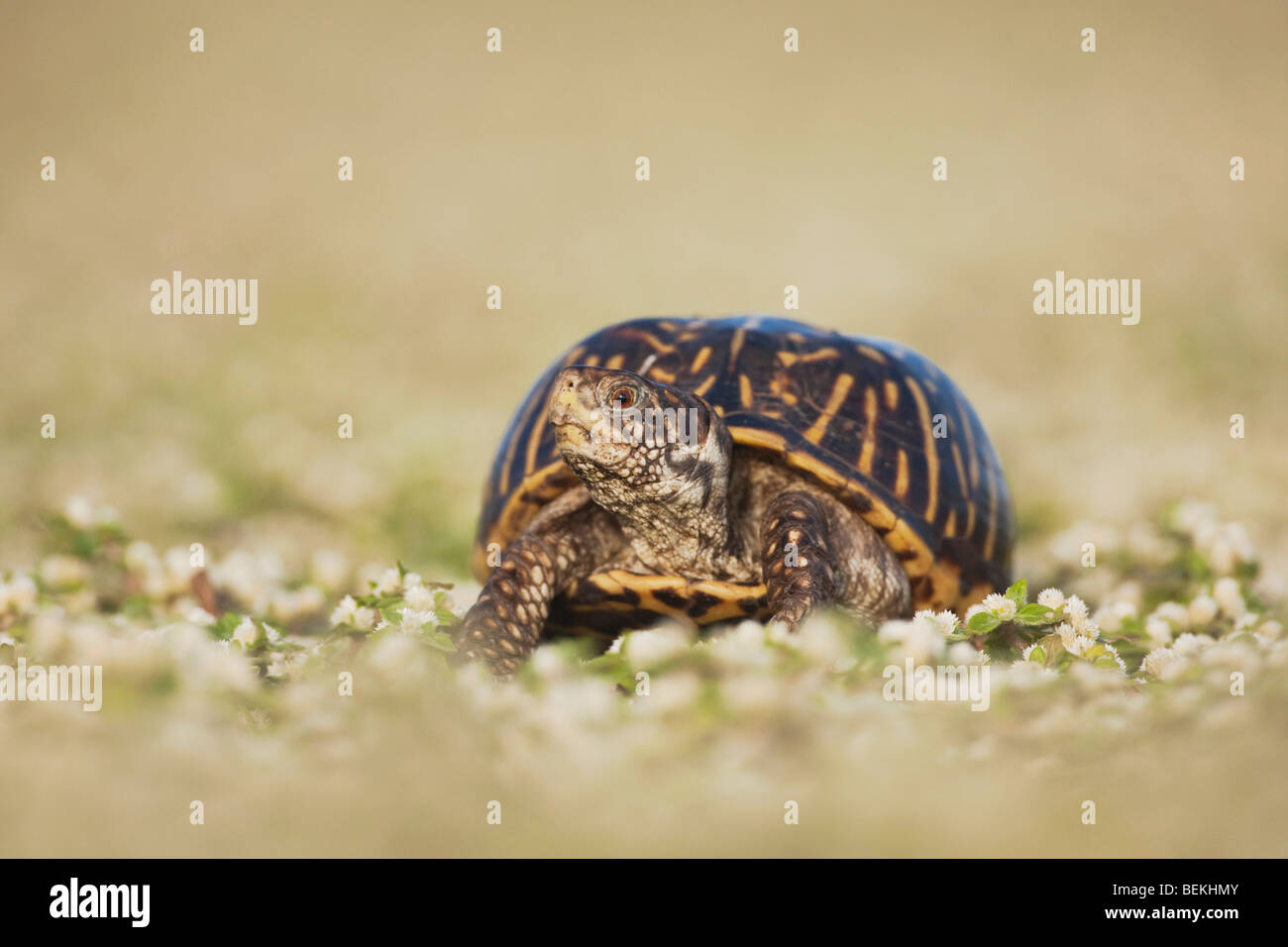 Fort orné (tortues Terrapene ornata), homme, Sinton, Corpus Christi, Coastal Bend, la côte du Texas, USA Banque D'Images