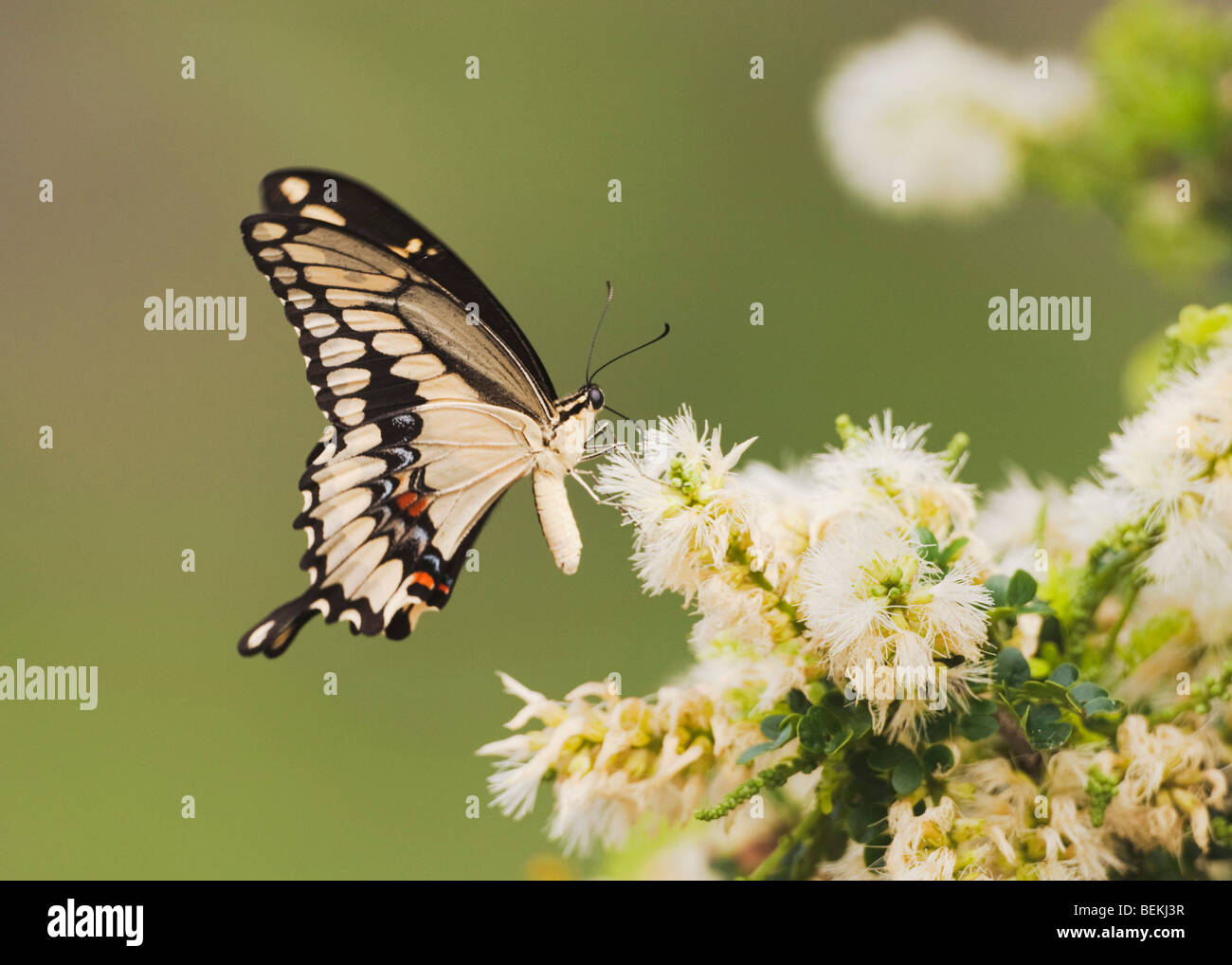 Grand porte-queue (Papilio cresphontes), adulte se nourrissant de fleur, Sinton, Corpus Christi, Coastal Bend, Texas, États-Unis Banque D'Images