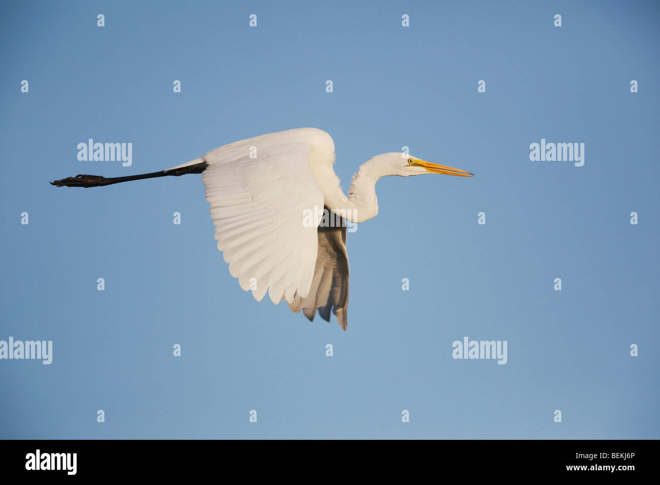 Grande Aigrette (Ardea alba), les adultes en vol, Sinton, Corpus Christi, Coastal Bend, Texas, États-Unis Banque D'Images