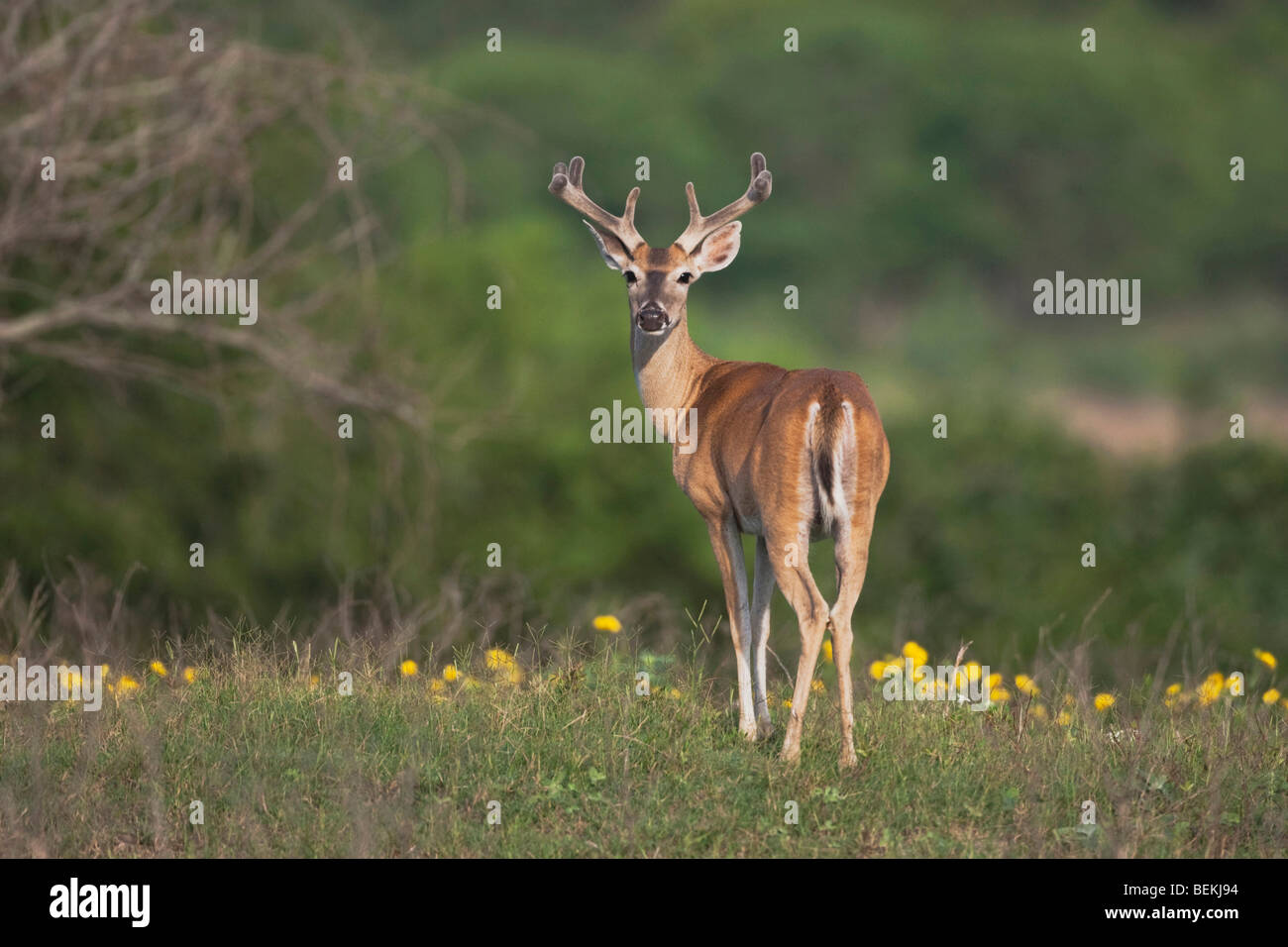 Le cerf de Virginie (Odocoileus virginianus), buck en velours, Sinton, Corpus Christi, Coastal Bend, Texas, États-Unis Banque D'Images