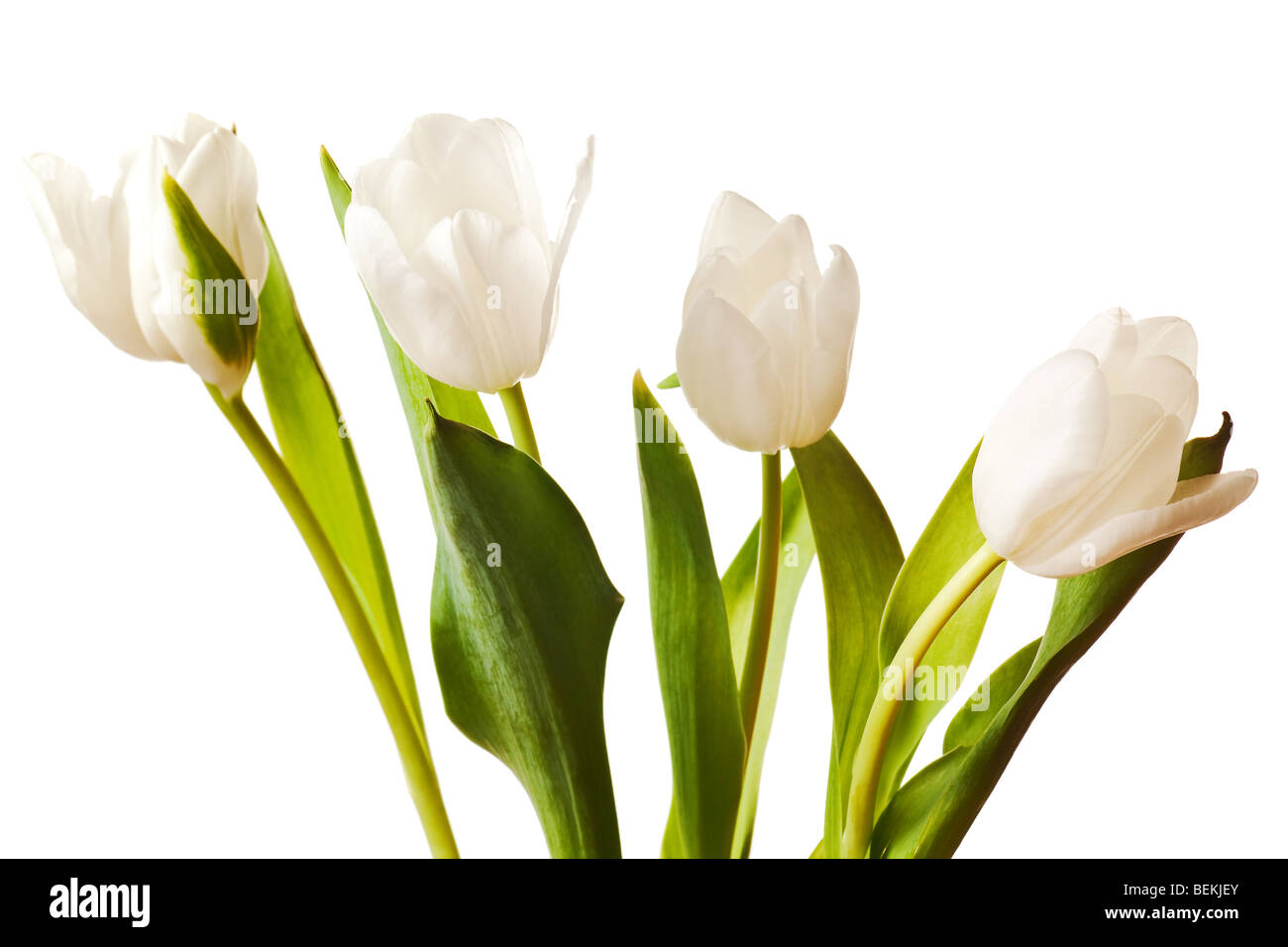 Printemps tulipes fleur isolé sur fond blanc Banque D'Images