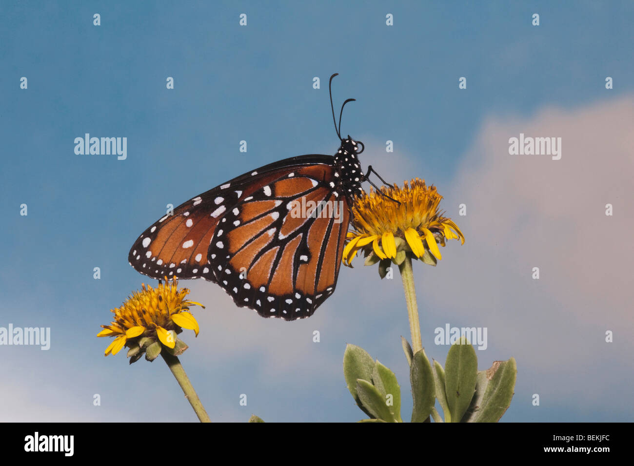 Papillon Danaus gilippus (Queen), les adultes se nourrissant de fleur, Sinton, Coastel Bend, Texas, États-Unis Banque D'Images