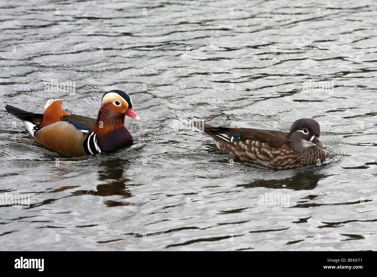 Canards mâles et femelles Banque de photographies et d’images à haute résolution Alamy