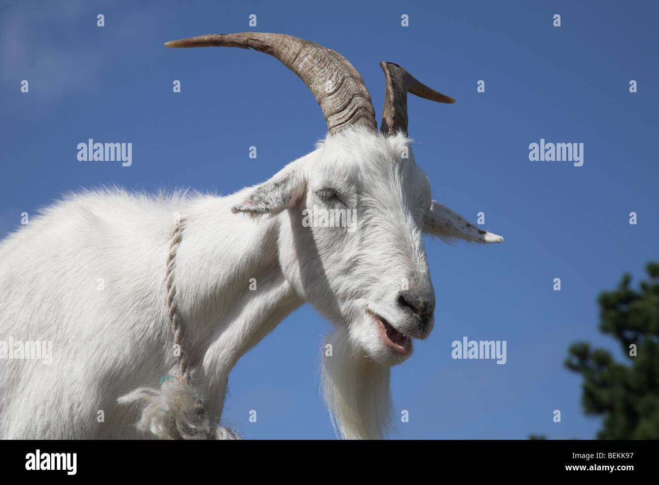 Billy goat Banque D'Images