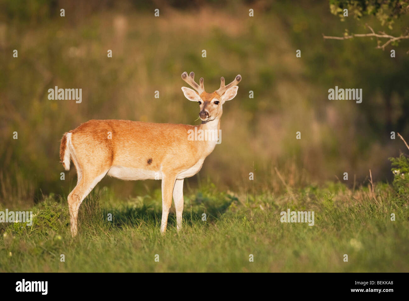 Le cerf de Virginie (Odocoileus virginianus), buck en velours, Sinton, Corpus Christi, Coastal Bend, Texas, États-Unis Banque D'Images