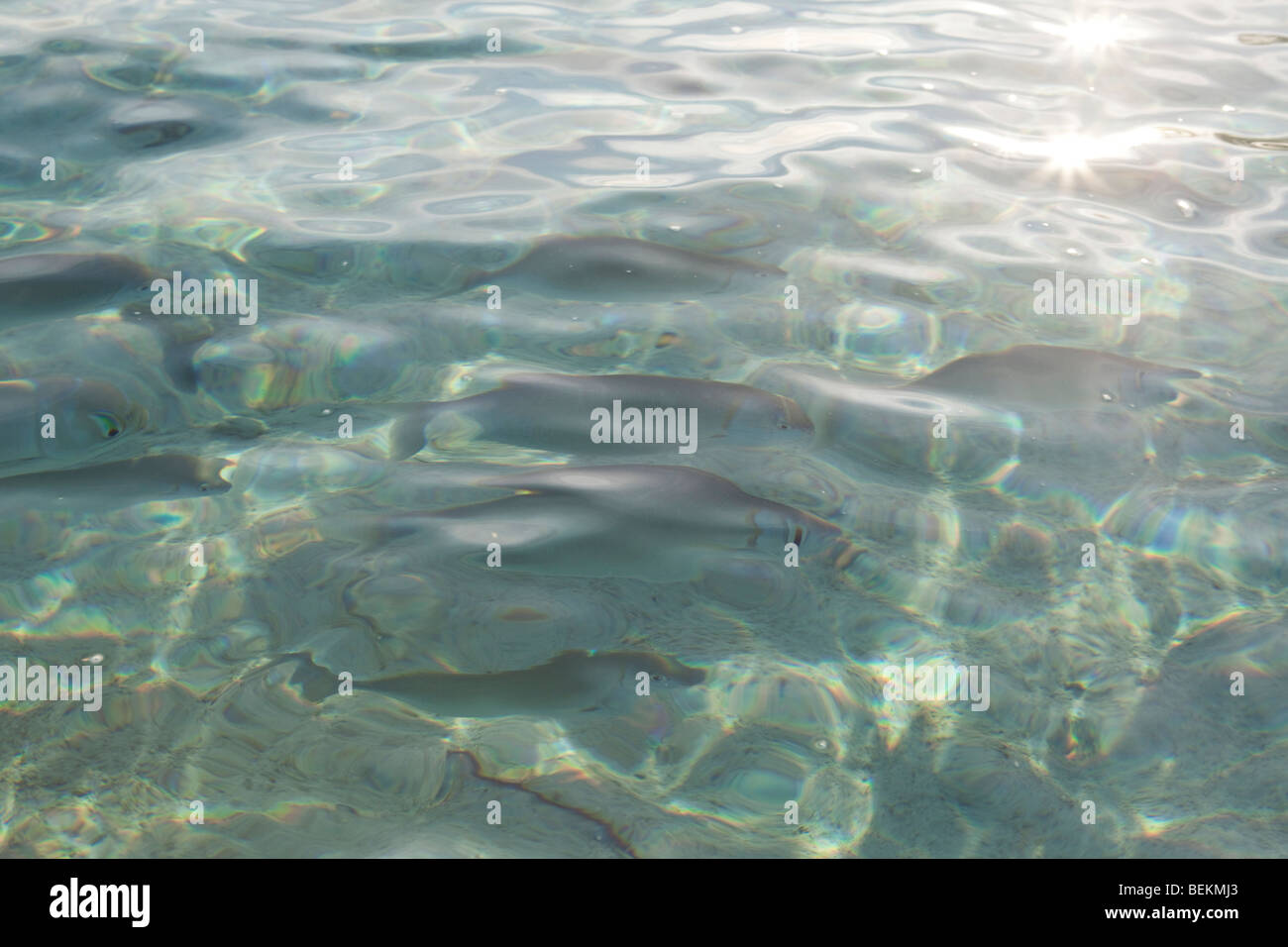 Un banc de poissons nageant près de la surface de l'eau dans les eaux peu profondes autour d'une île dans les Maldives Banque D'Images
