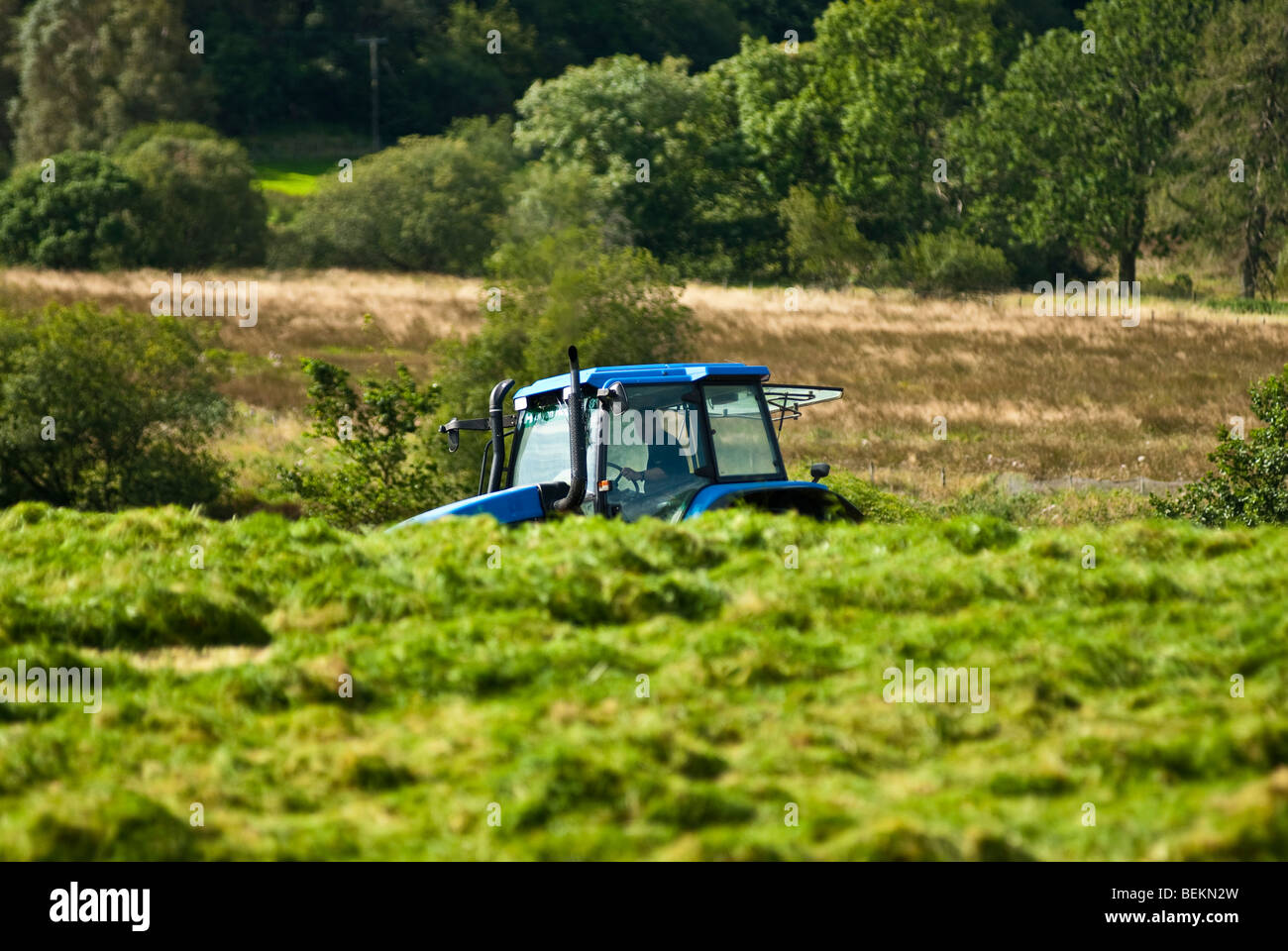 Un tracteur bleu couper l'herbe dans une prairie de Kentmere sous le soleil d'été Lake District Cumbria England UK Banque D'Images