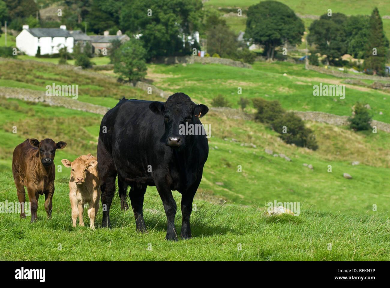 Une vache noire et deux veaux en Kentmere dans le Lake District, Cumbria, England, UK Banque D'Images