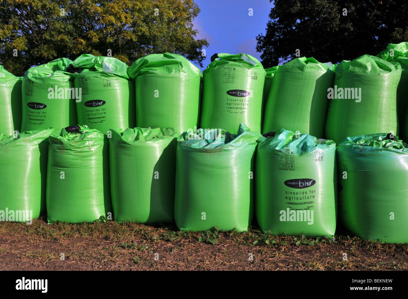 Sacs d'engrais biosolides des eaux usées par Nutri Bio partie de Anglian Water dans le champ agricole livré dans des sacs en vrac FIBC jumbo vert super sacs Essex UK Banque D'Images