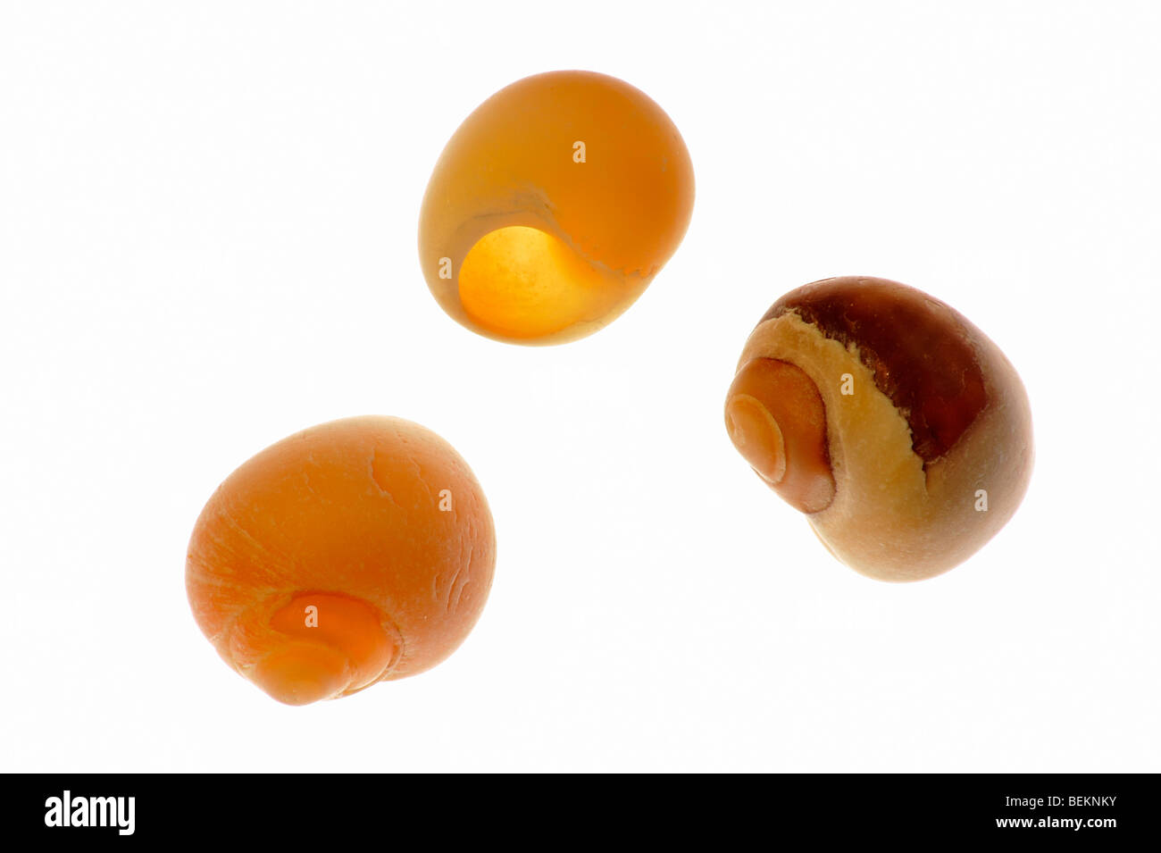 Les bigorneaux (Littorina sp.), Normandie, France Banque D'Images