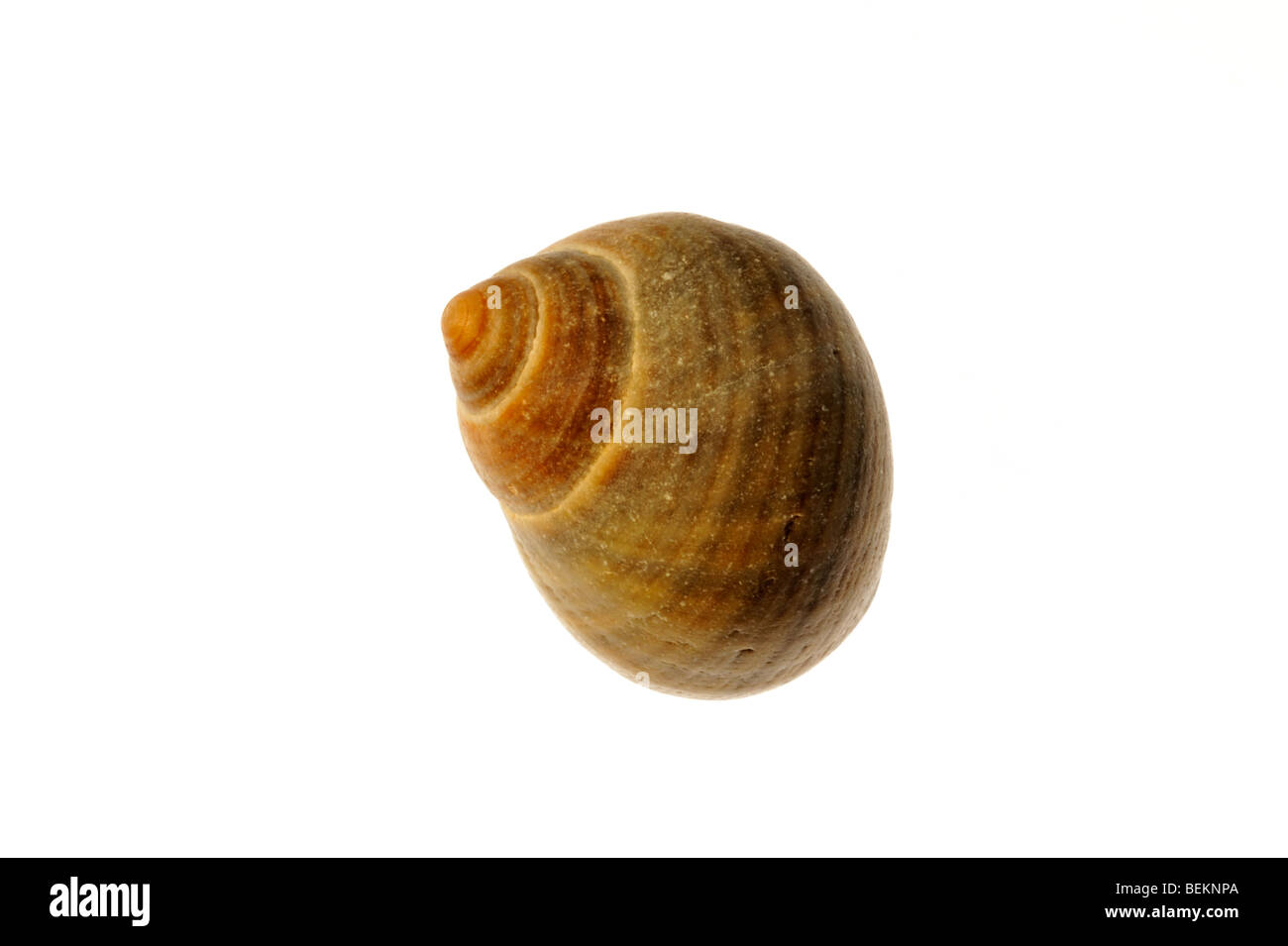 Bigorneau rugueux (Littorina saxatilis) shell, Normandie, France Banque D'Images