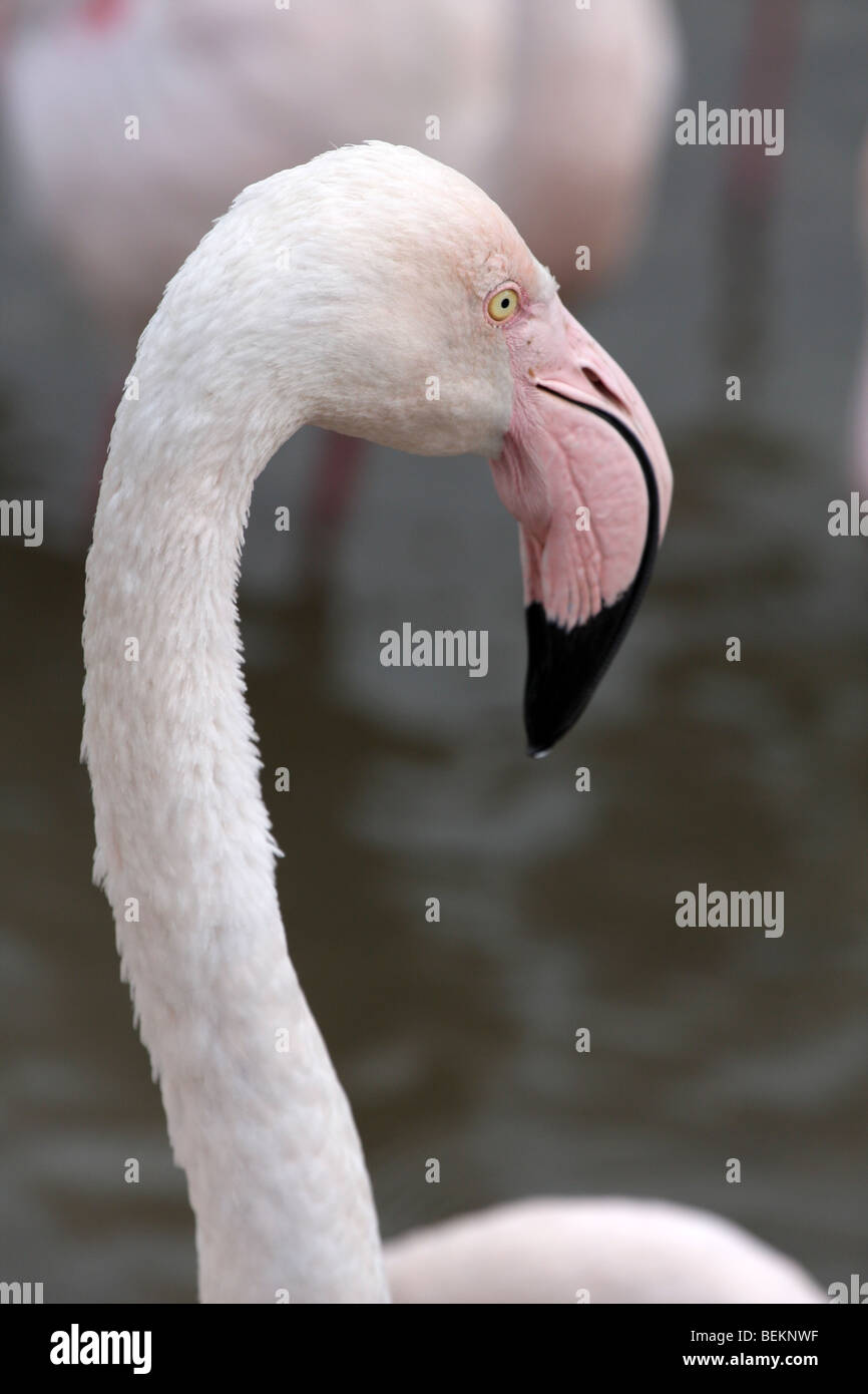 Flamant rose, Phoenicopterus ruber Roseus Banque D'Images