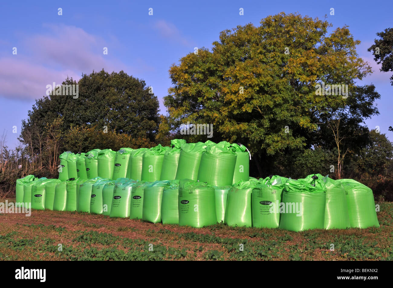 Sacs d'engrais biosolides fabriqués à partir d'égouts par Nutri Bio Une partie de l'eau d'Anglian dans le champ de la ferme livrée en vert Sac en vrac FIBC Jumbo super sac Royaume-Uni Banque D'Images