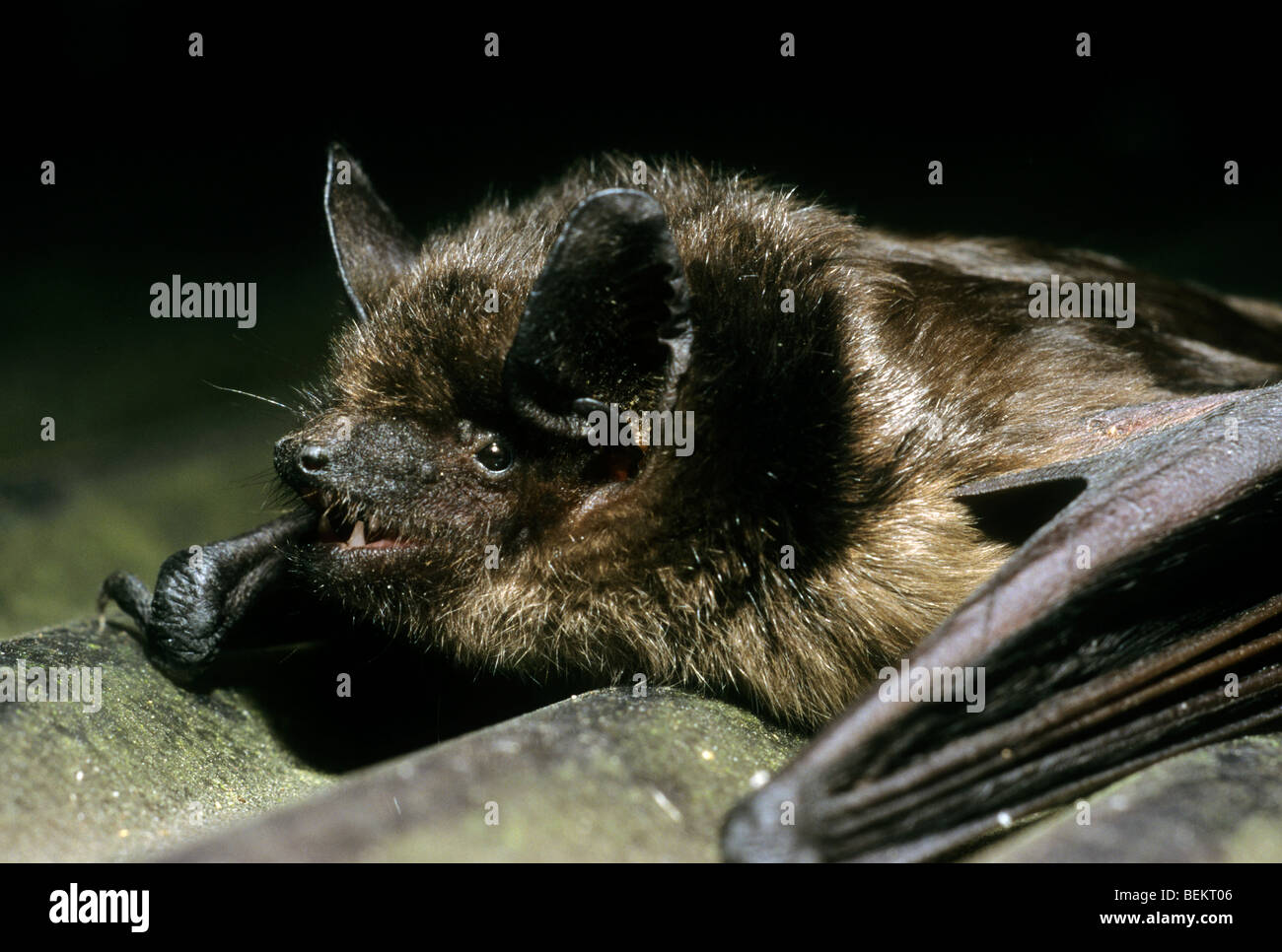 (Eptesicus serotinus Serotine) sur attick, Belgique Banque D'Images