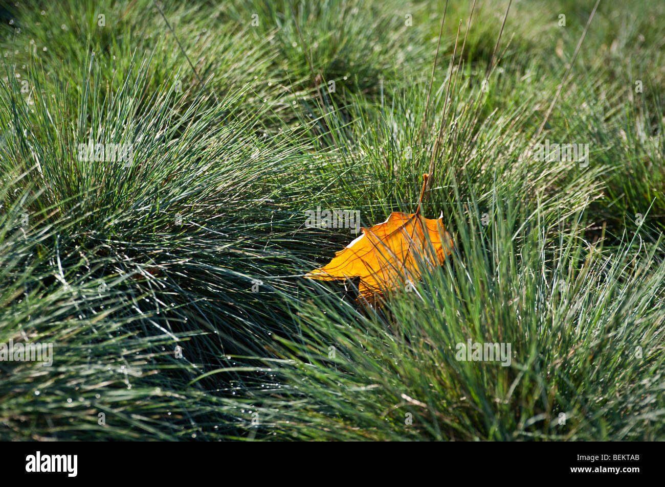 Seule feuille d'automne sur l'herbe Banque D'Images