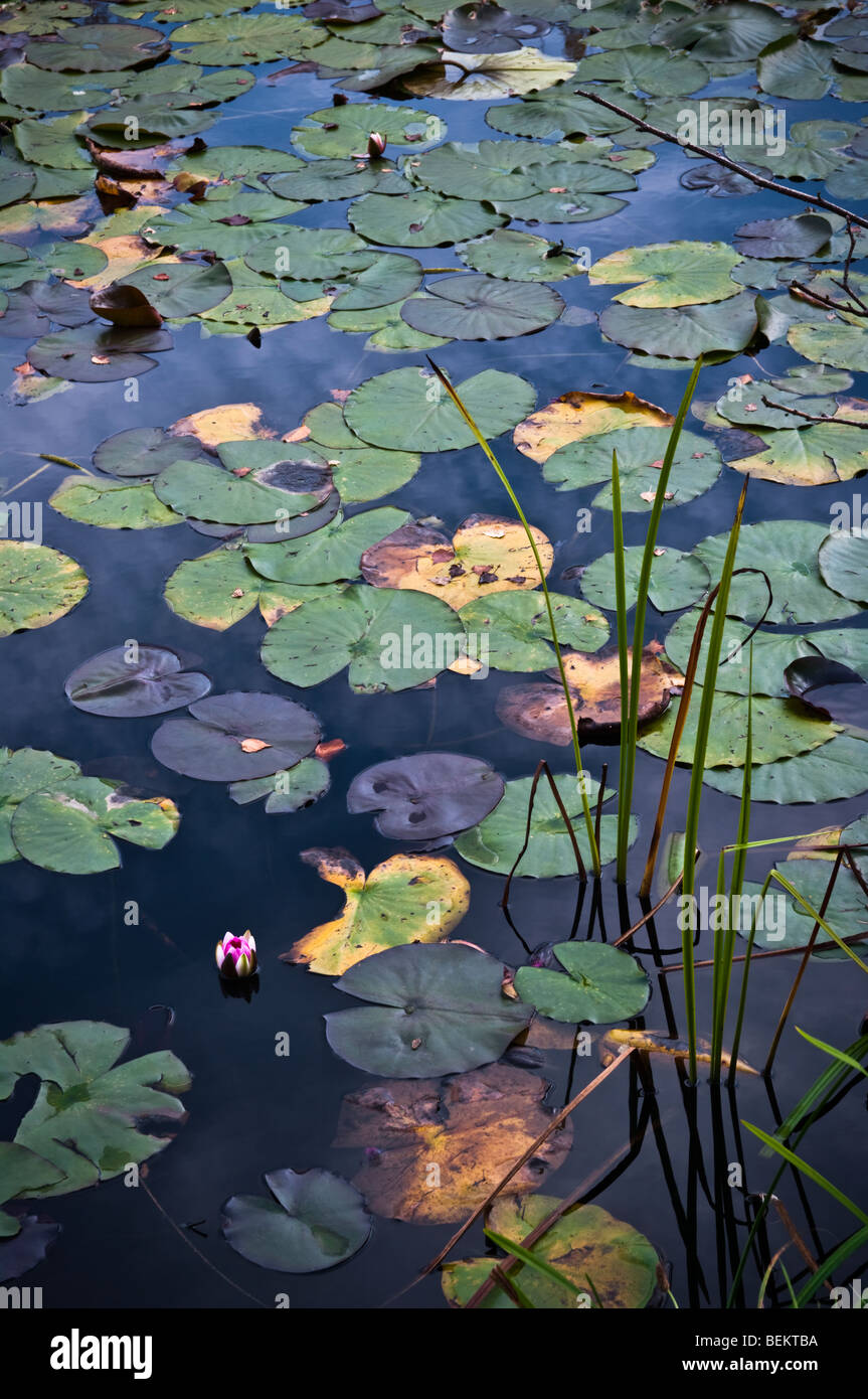 Des nénuphars sur le lac, la fin de l'été, UK Banque D'Images