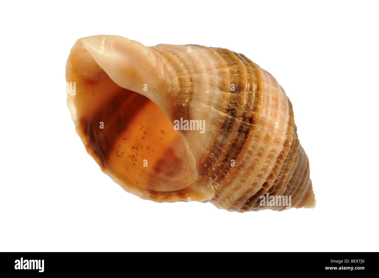 Pourpre / dogwhelk / pourpre de l'Atlantique (Nucella lapillus), Normandie, France Banque D'Images