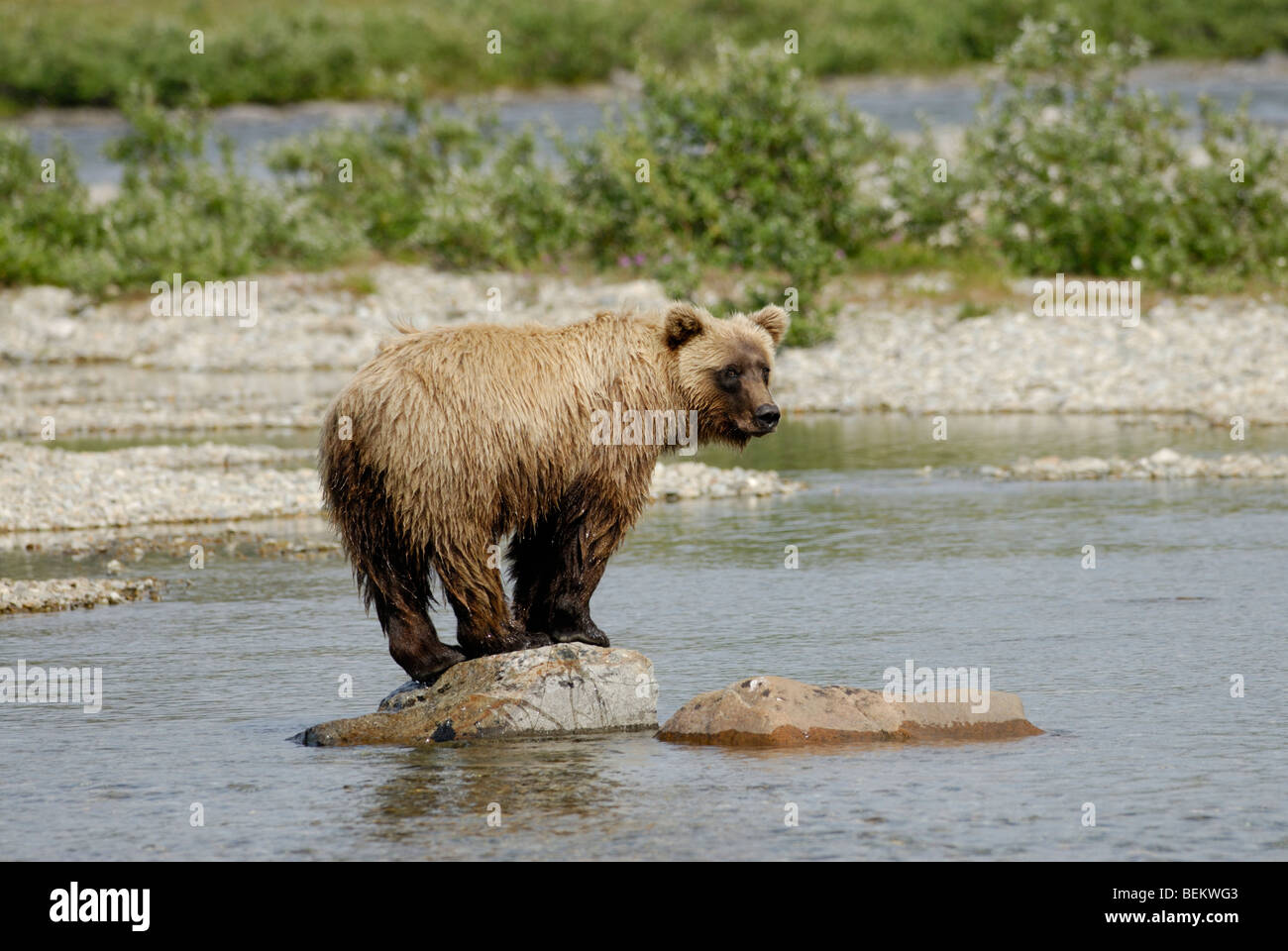 Ou l'ours brun ours brun, Ursus arctos horribilis, Katmai National Park, Alaska Banque D'Images