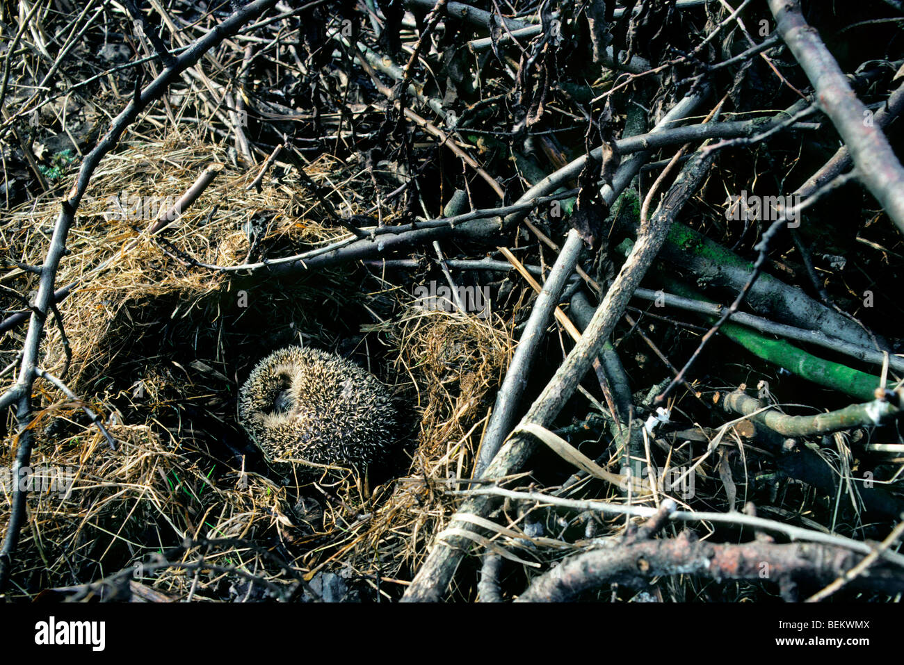 Hérisson européen (Erinaceus europaeus) hibernant dans nid parmi la végétation dans jardin Banque D'Images