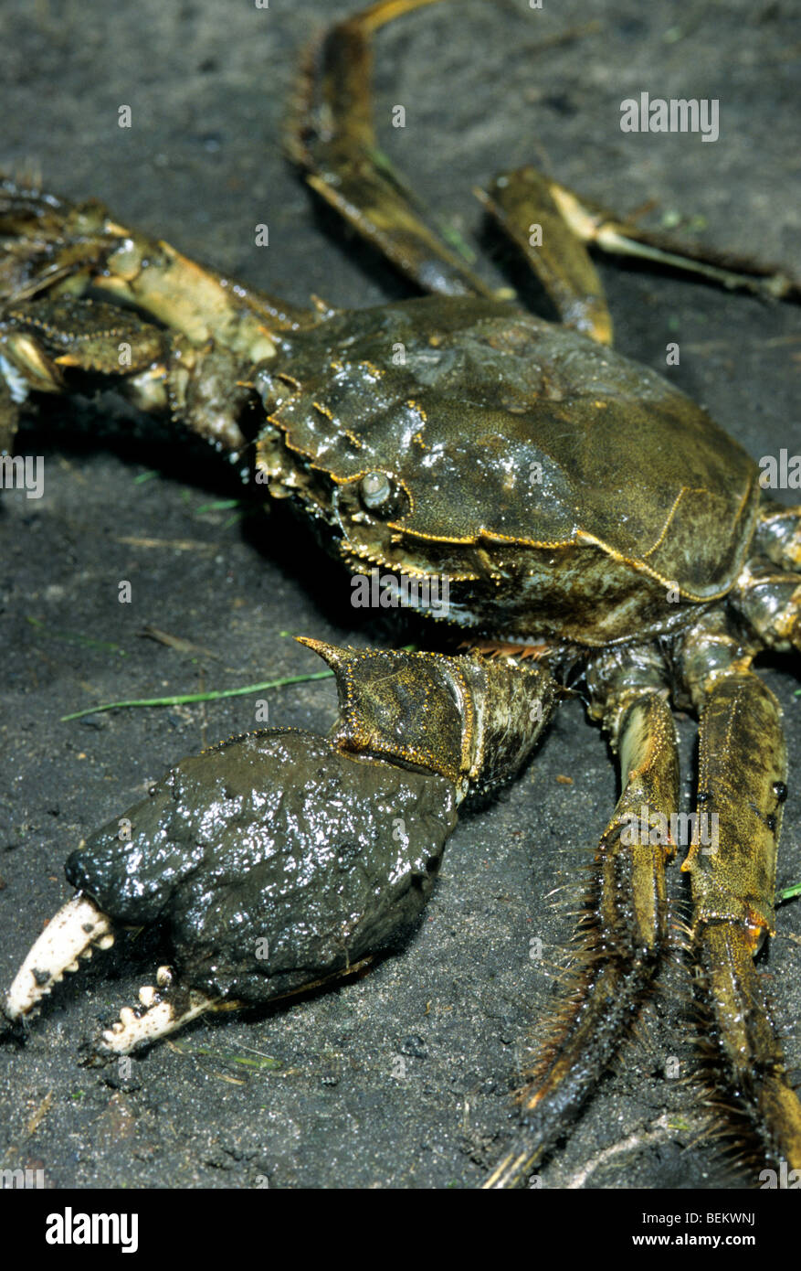 Crabe chinois / gros crabe écluse / Shanghai hairy crabe chinois (Eriocheir sinensis), originaire de l'Asie du Crabe fouisseur Banque D'Images