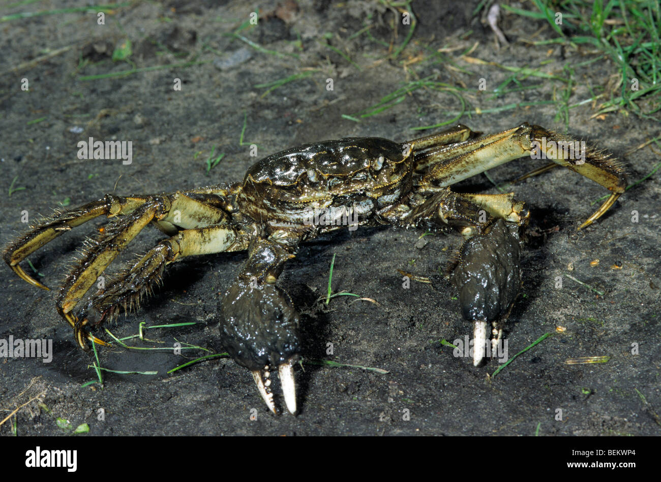 Crabe chinois / gros crabe écluse / Shanghai hairy crabe chinois (Eriocheir sinensis), originaire de l'Asie du Crabe fouisseur Banque D'Images