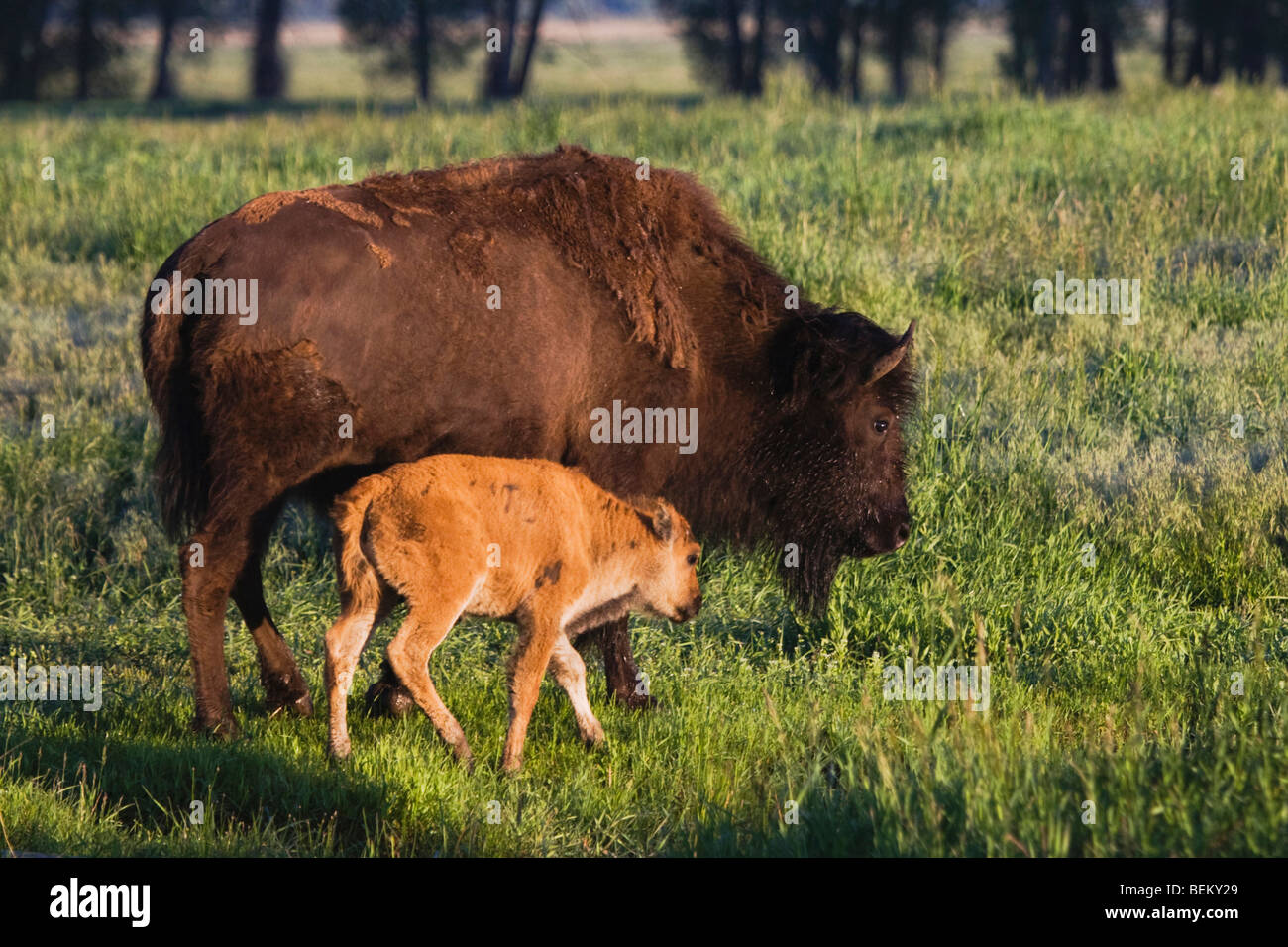 American bison, Bison (Bison bison), vache et son veau, Antelope Flats, le Grand Teton NP, Wyoming, USA Banque D'Images