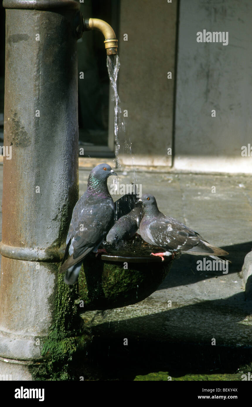 Les pigeons urbains de potable fontaine, Piazza San Marco / la place Saint-Marc, Venise, Italie Banque D'Images