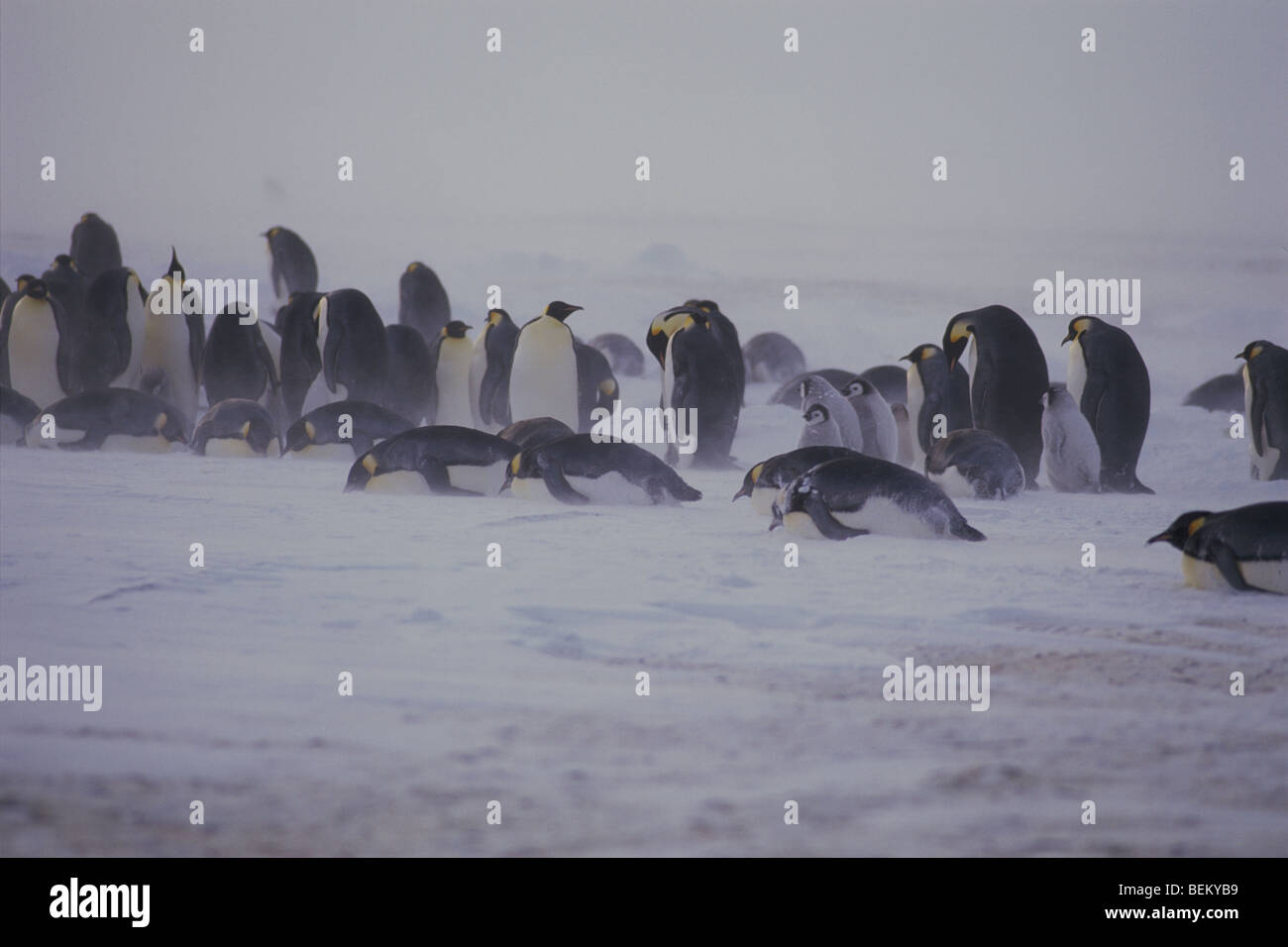 Manchots empereurs AVEC LES POUSSINS DANS LA TEMPÊTE, l'ANTARCTIQUE Banque D'Images