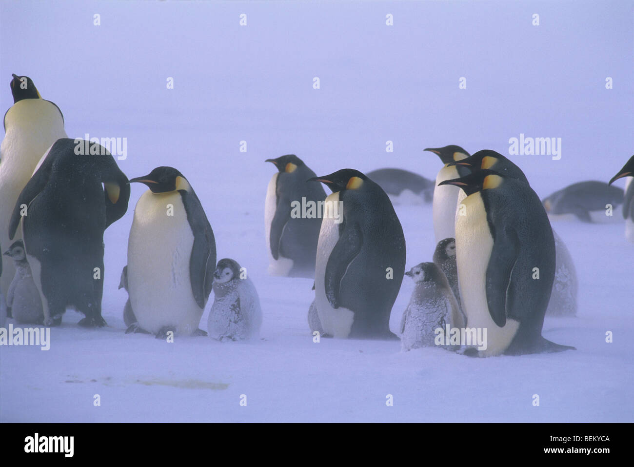Manchots empereurs AVEC LES POUSSINS DANS LA TEMPÊTE, l'ANTARCTIQUE Banque D'Images