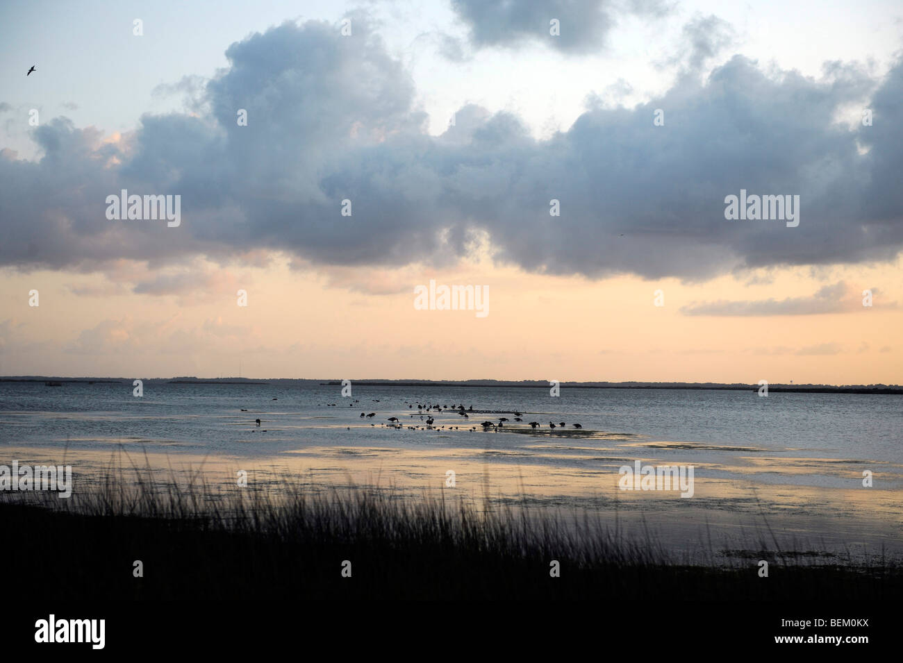 Les canards et les oiseaux se nourrissent sur le son de la baie dans les clubs Currituck section corolle dans l'Outer Banks de la Caroline du Nord. Banque D'Images