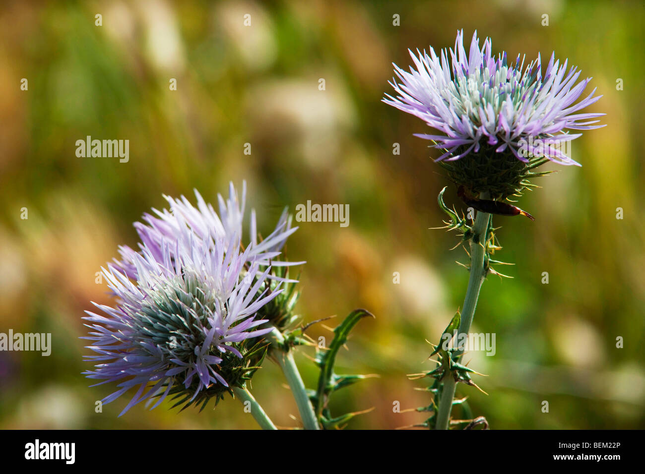 Fleurs de Galactites tomentosa, île de l'Asinara, Scarlina, Parc National de l'Asinara, Sardaigne, Italie, Europe Banque D'Images