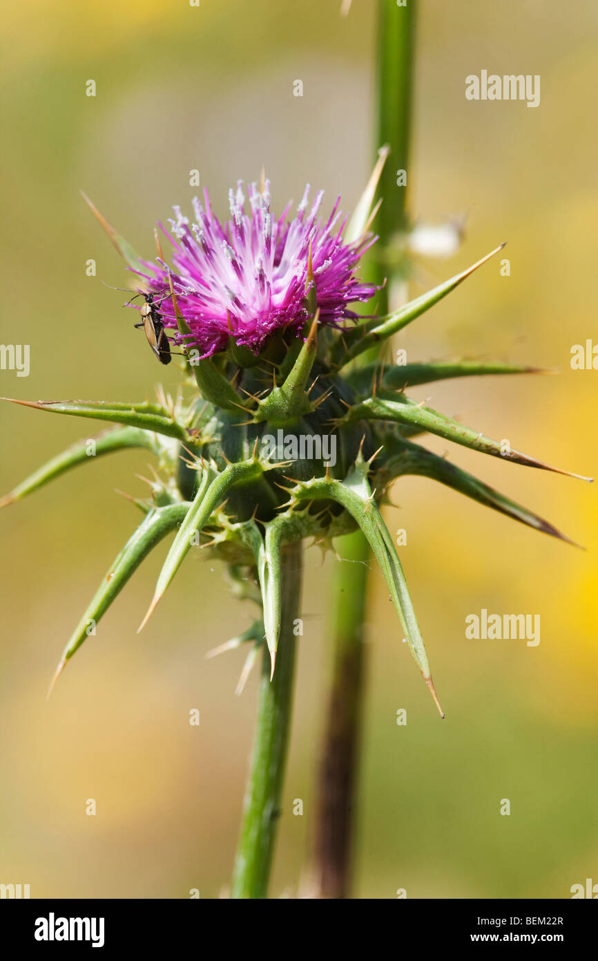 Fleur de chardon marie, Silybum marianum Cardo,mariano, l'Asinara Island, parc national de l'Asinara, Sardaigne, Italie, Europe Banque D'Images