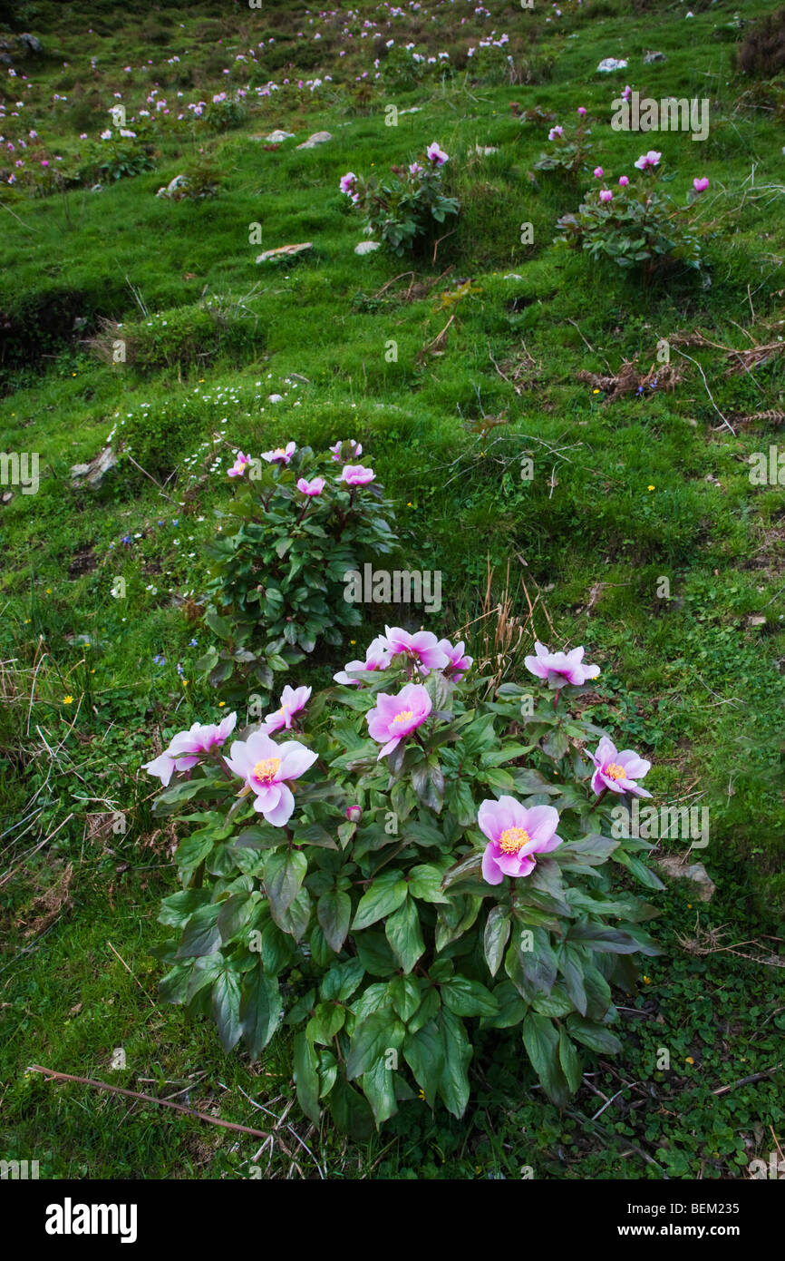 Les fleurs sauvages, Paeonia mascula, Gennargentu, et Gennargentu Parc national du golfe d''Orosei, Sardaigne, Italie, Europe Banque D'Images