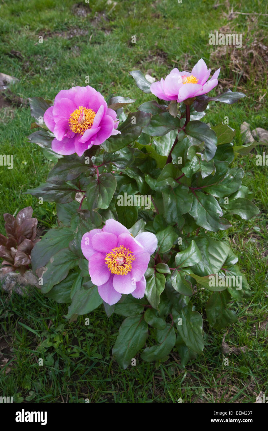 Les fleurs sauvages, Paeonia mascula, Gennargentu, et Gennargentu Parc national du golfe d''Orosei, Sardaigne, Italie, Europe Banque D'Images