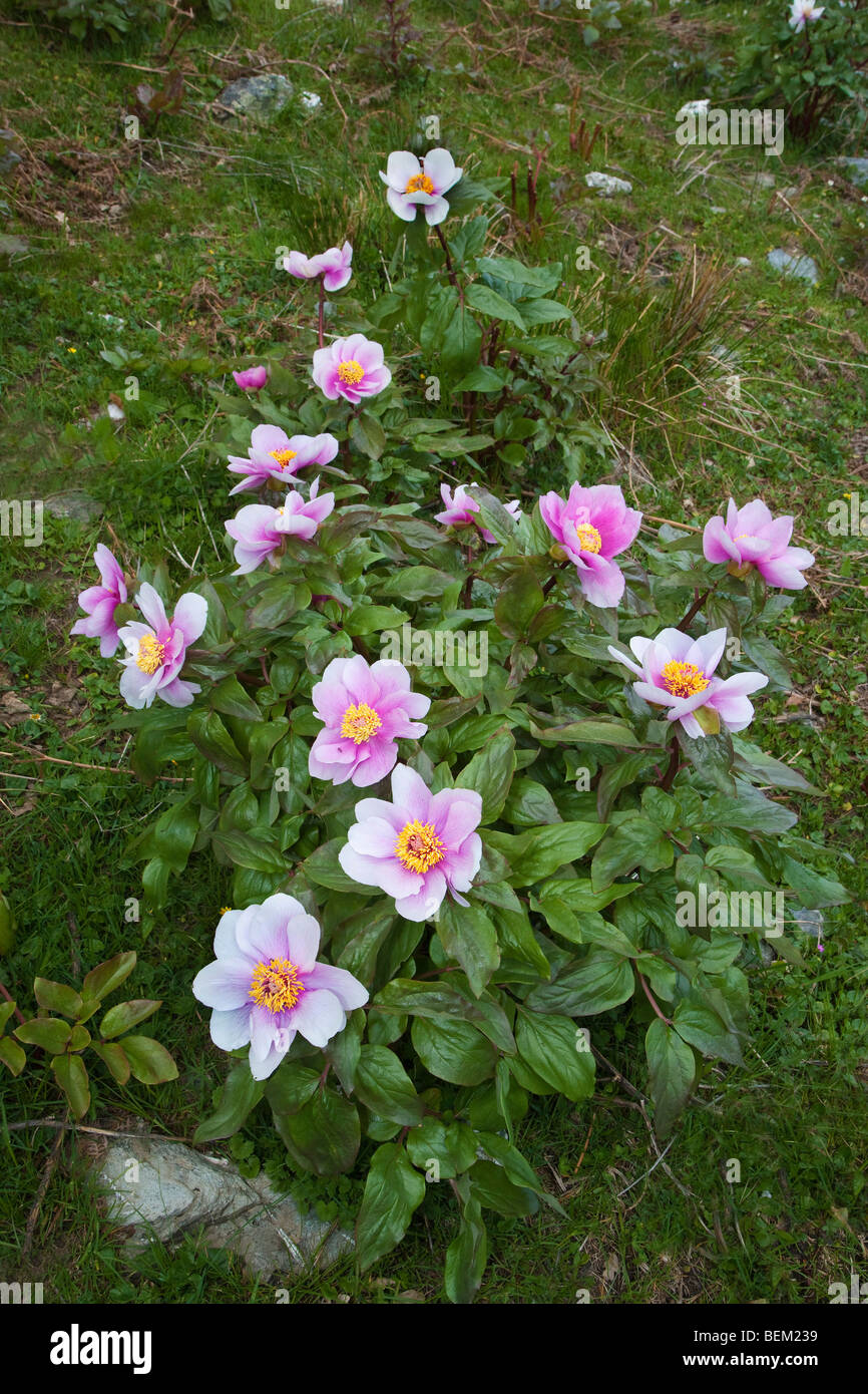 Les fleurs sauvages, Paeonia mascula, Gennargentu, et Gennargentu Parc national du golfe d''Orosei, Sardaigne, Italie, Europe Banque D'Images