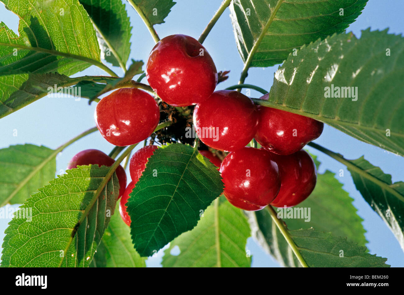 Sweet / cerises sauvages (prunus avium) close up of fruit on tree Banque D'Images