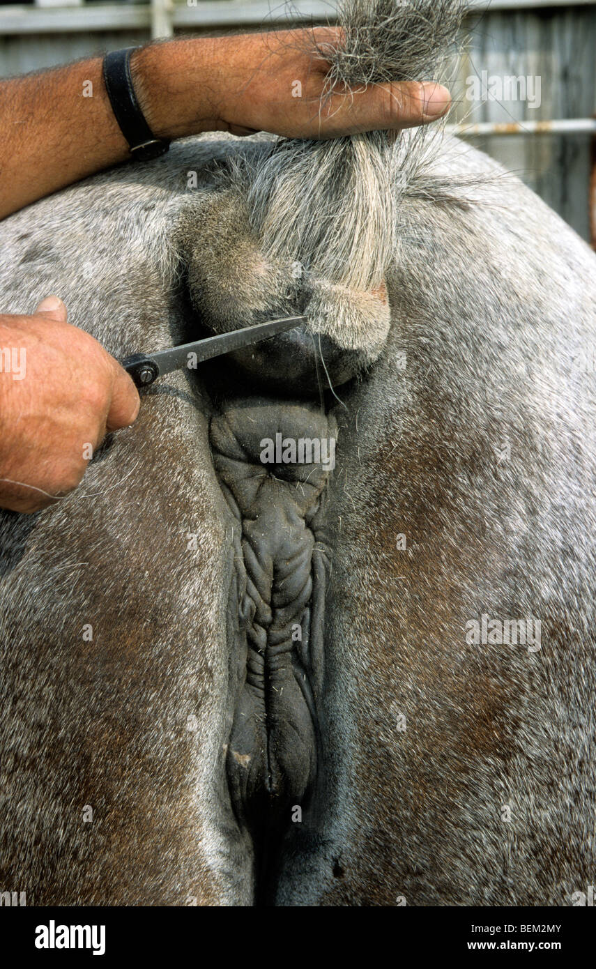 Inspection des chevaux de par le juge au cours de l'exposition show Banque D'Images