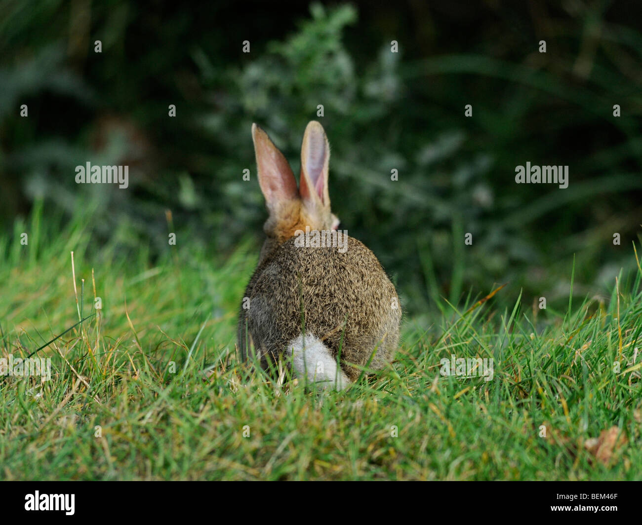 Bebe Lapin Trop Mignon Banque D Image Et Photos Alamy