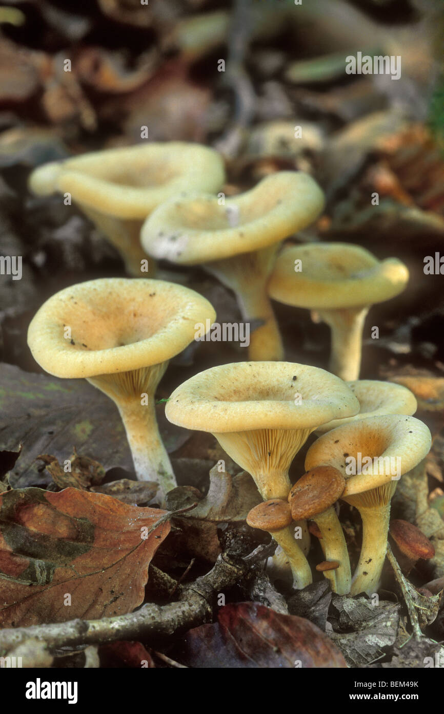 Champignons Clitocybe parmi les feuilles mortes Banque D'Images
