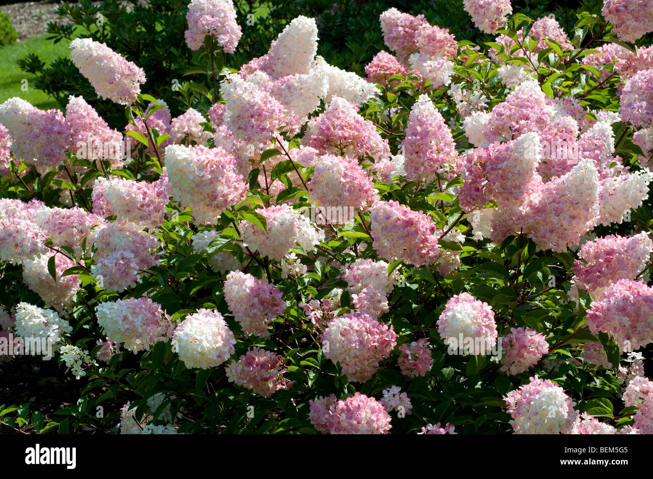 L'Hydrangea paniculata Vanille Fraise RENHY Banque D'Images