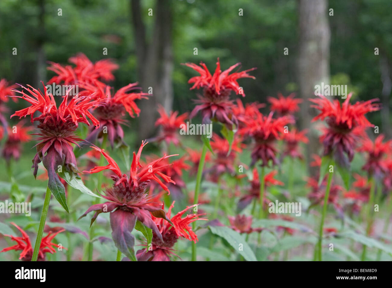 La monarde fistuleuse (Monarda fistulosa) dans Sanctuaire Togakushi, Japon Banque D'Images