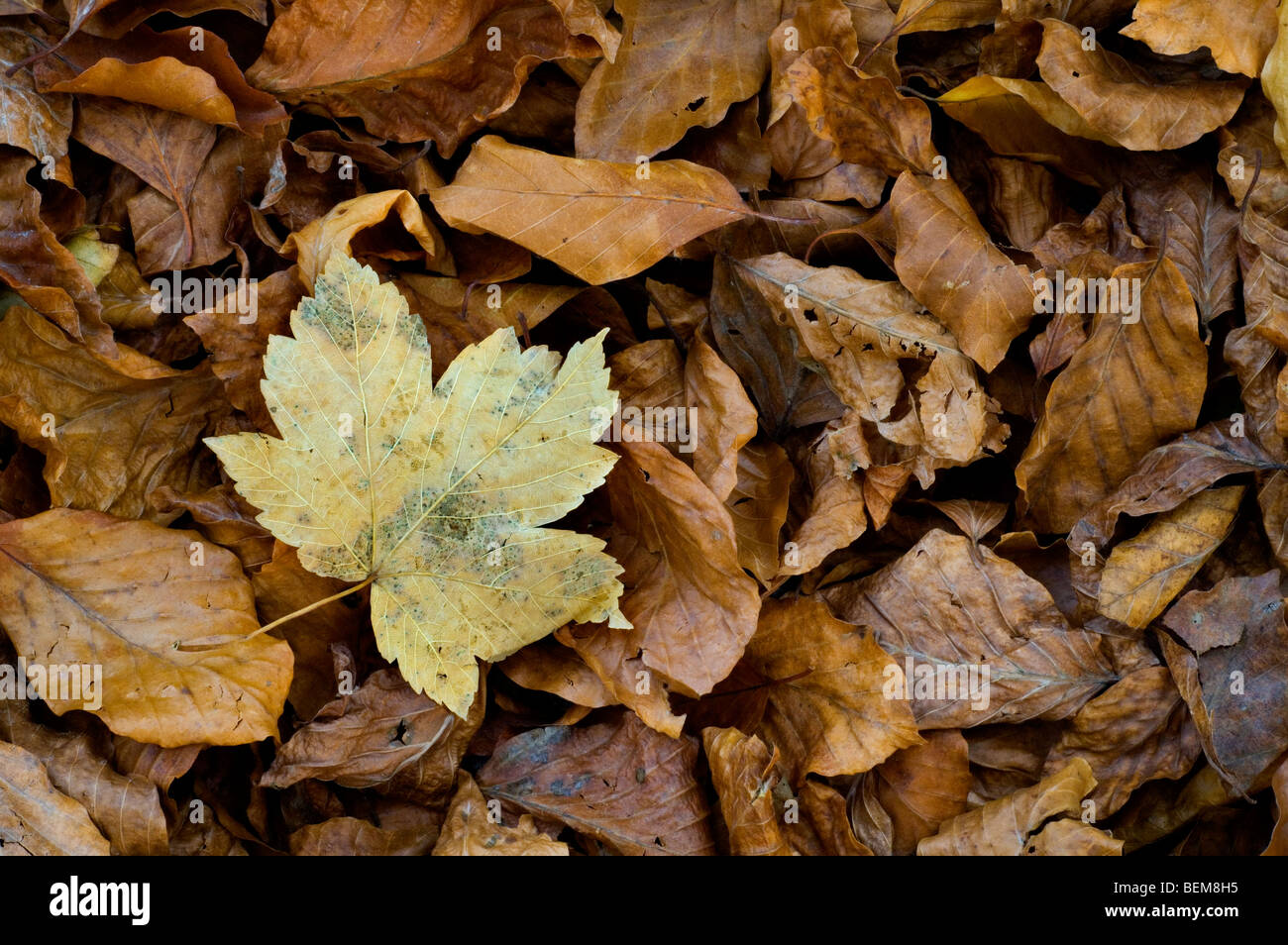Fallen Leaf sycomore (Acer pseudoplatanus) entre les feuilles de hêtre dans couleurs d'automne sur le sol de la forêt Banque D'Images