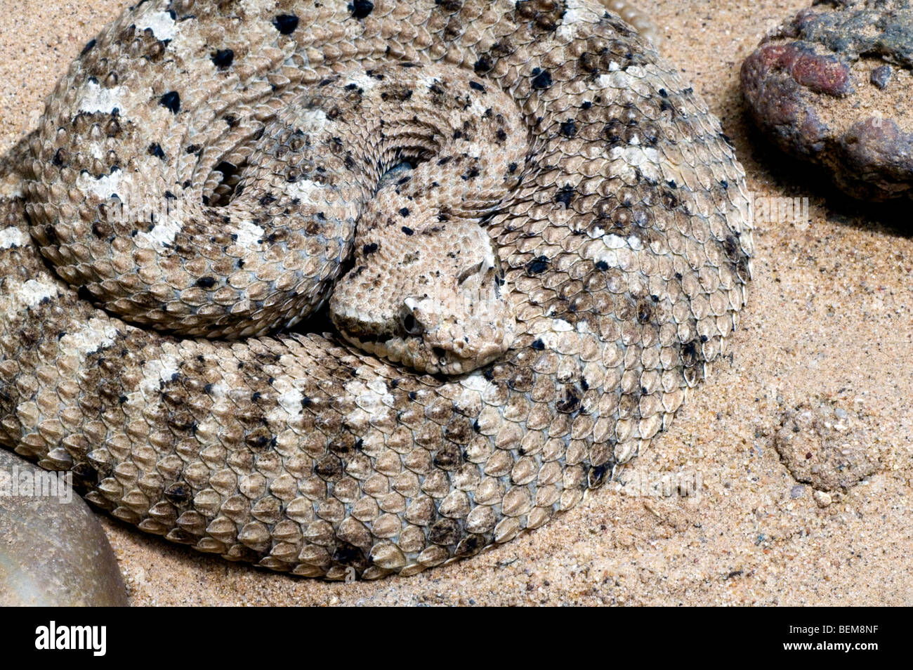 Recroquevillée sidewinder crotale de l'Ouest (Crotalus cerastes) dans le désert de Sonora, Arizona USA Banque D'Images